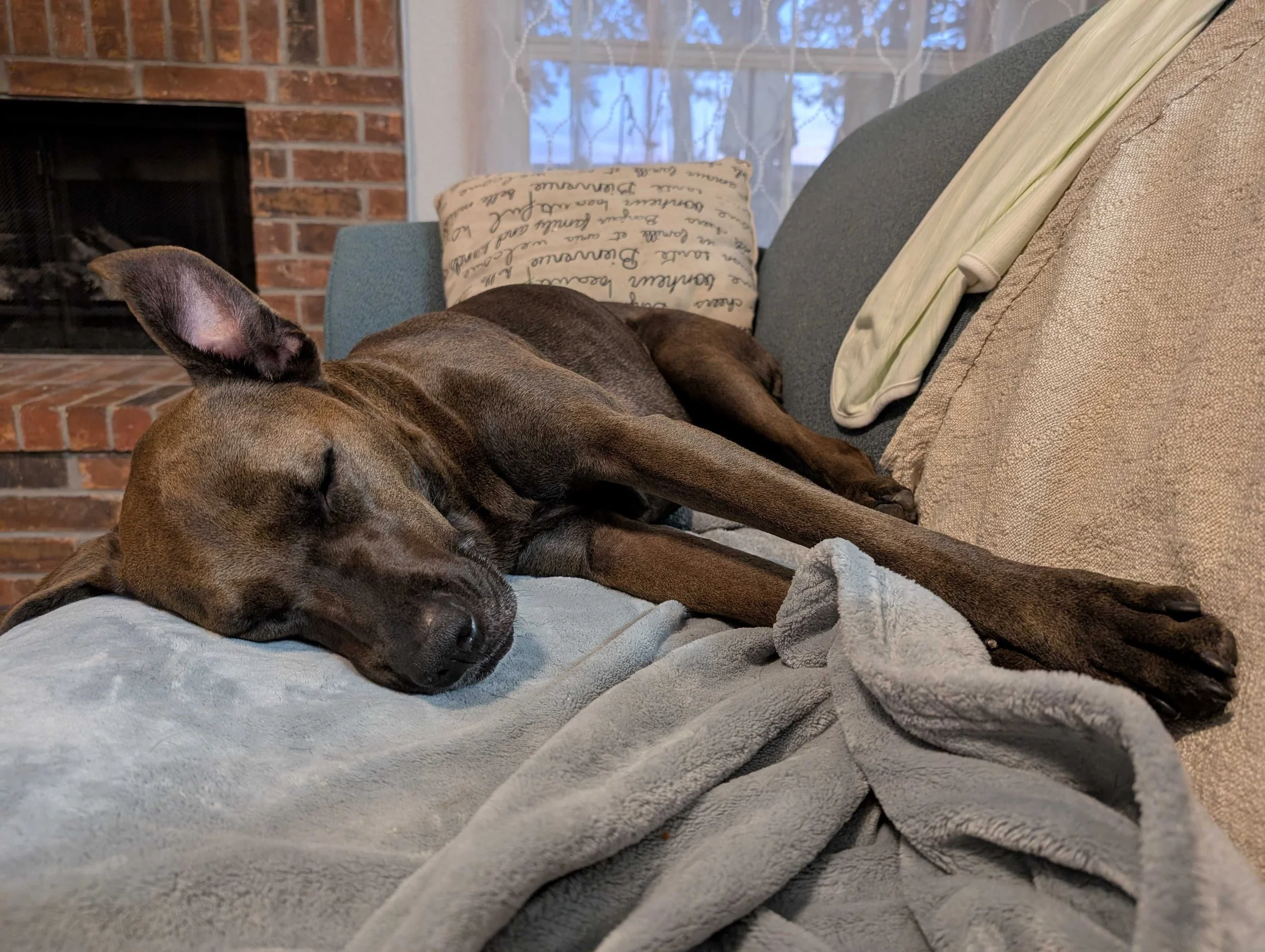 The Dog Day of Summer: A Celebration of National Dog Day