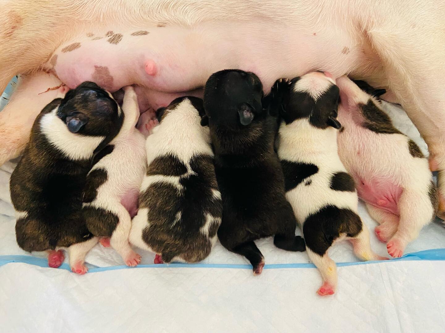 These little wiggly butts decided to join the Five &amp; Two family and are now two weeks old! Olive &amp; Holston are the proud parents. They&rsquo;ll be posted on our website in a few weeks looking for their new families! If you have any questions 