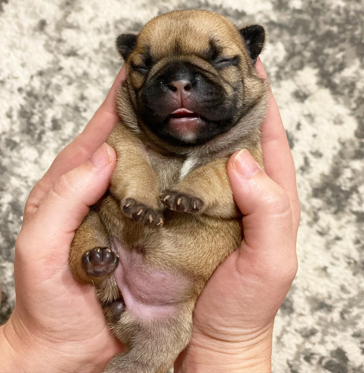 Reagan&rsquo;s Christmas puppies arrived last week and we need to make more room for them! Now through November 30th we are offering $400 off our already reduced prices for our availabull fall puppies! (Excluding any retirees). www.fiveandtwofrenchie