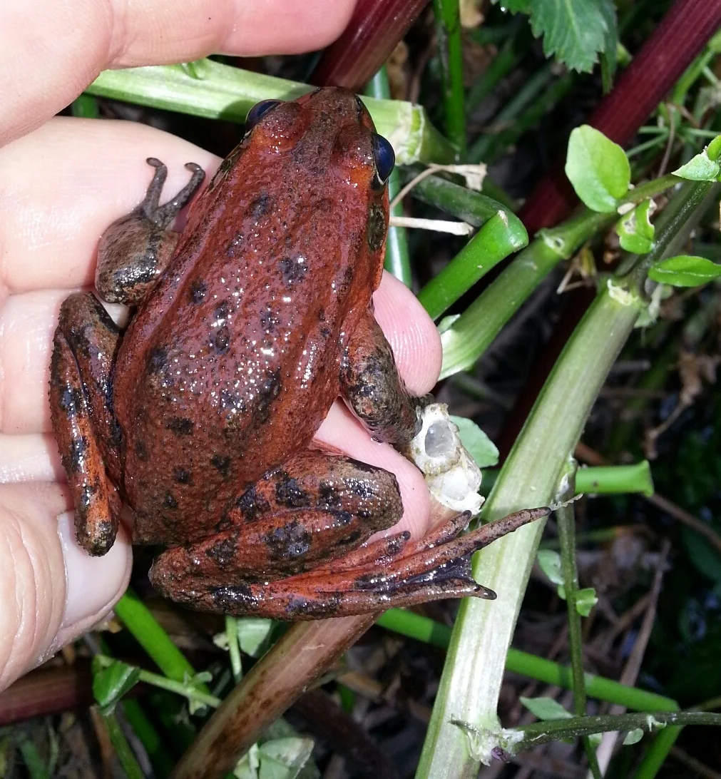 Students will assist state and federally permitted biologists during wildlife capture, identification, and release.