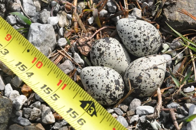 04.01.13 Killdeer Nest at Boat Ramp.jpg