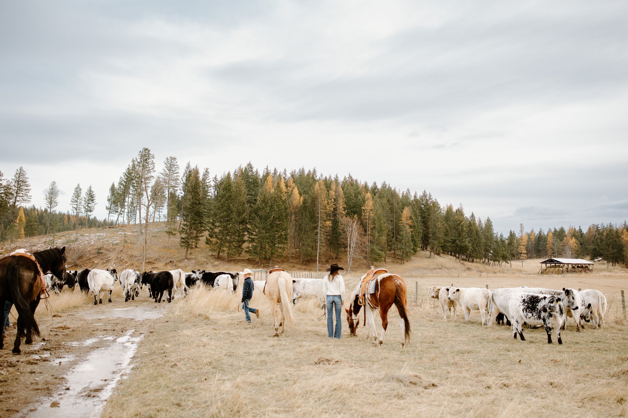 cranbrook-bc-ranch-family-session-31.jpg