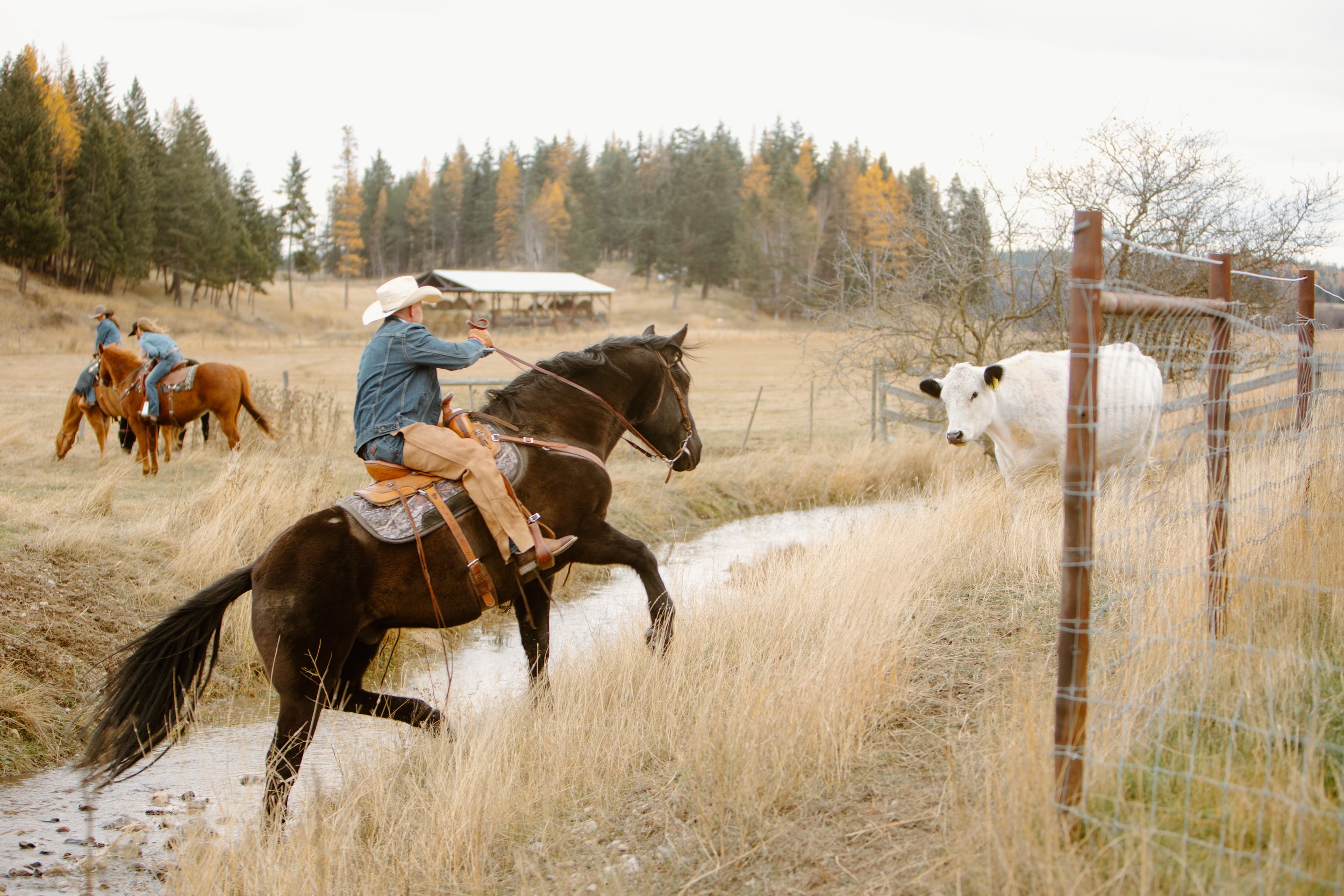 cranbrook-bc-ranch-family-session-47.jpg