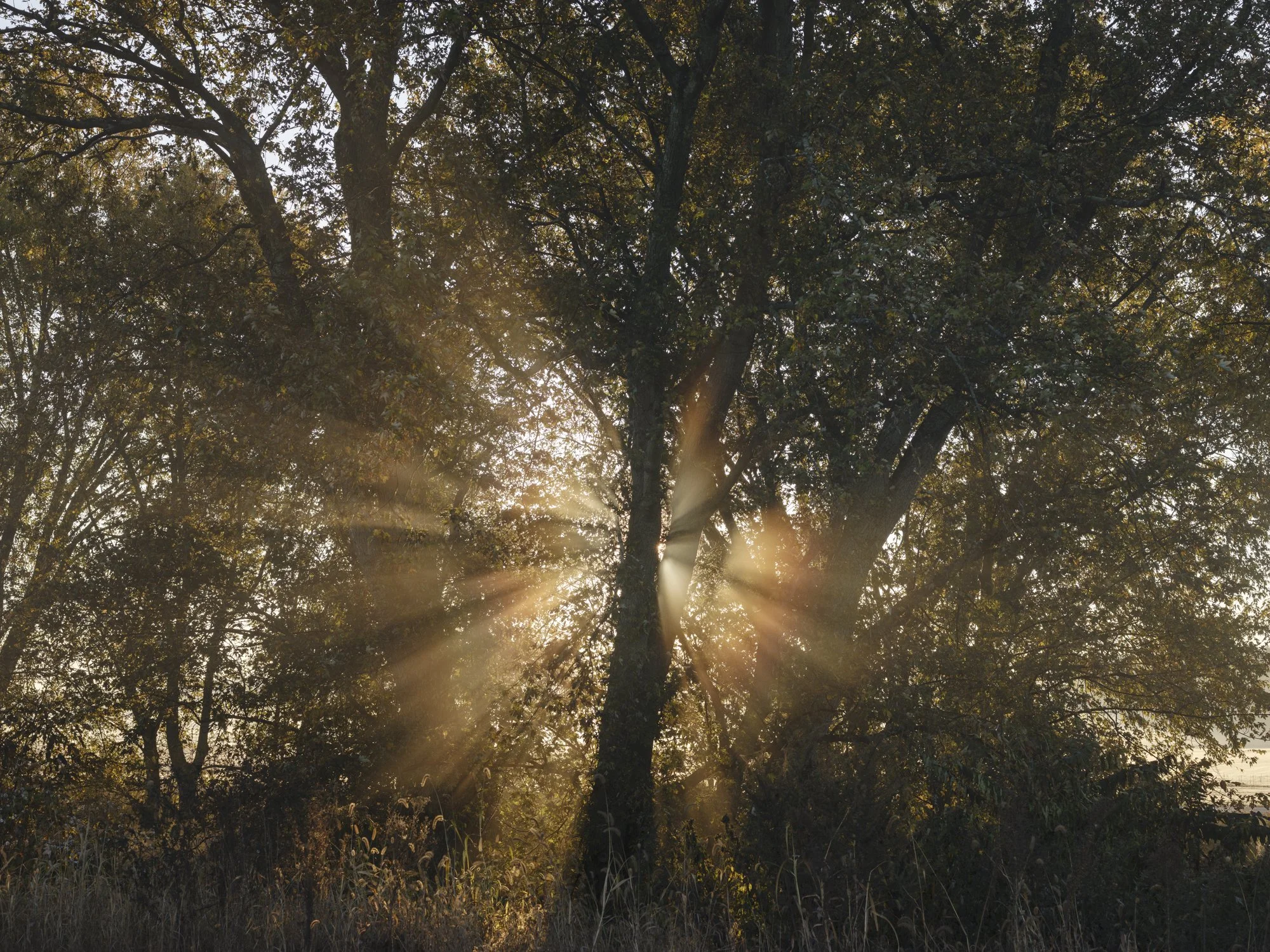 Creation, Pine Island NY