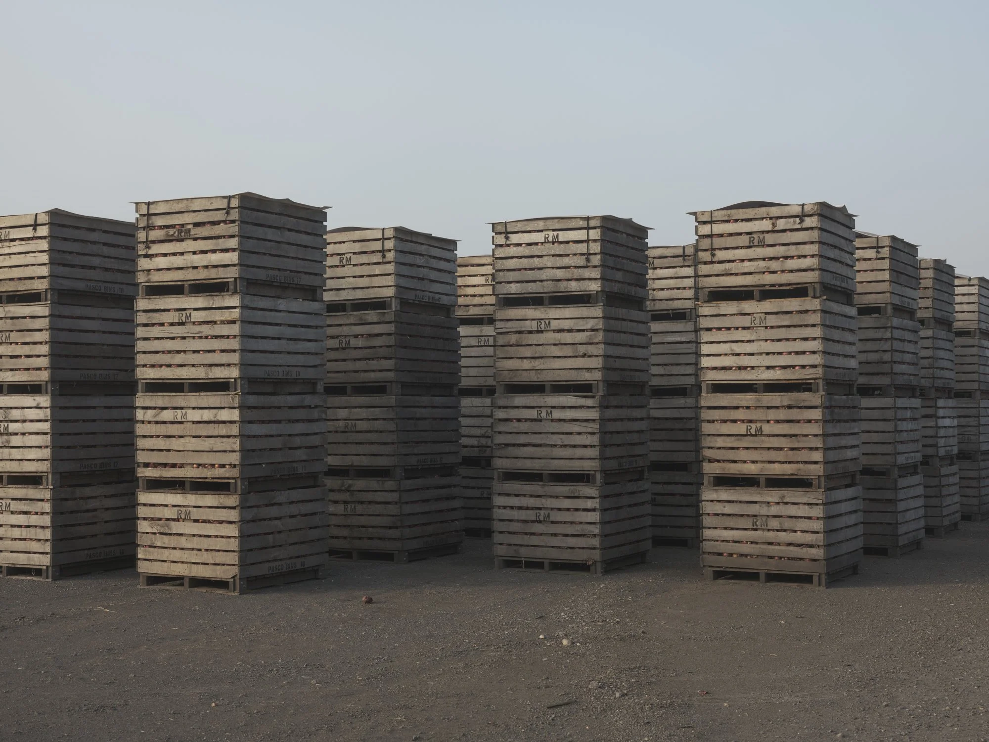 Onion harvest II, Pine Island NY