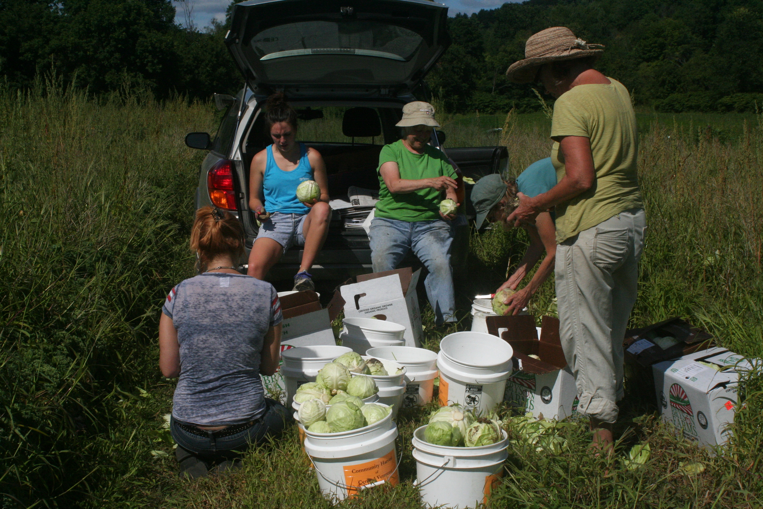  Lots of Cabbage