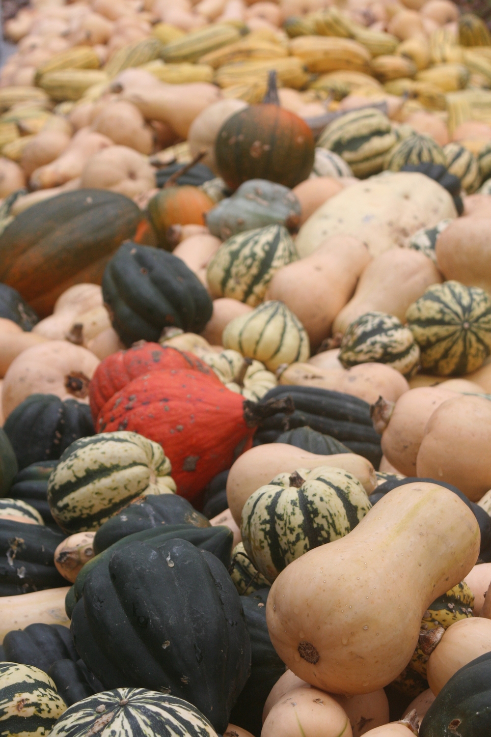 Over 11,000 pounds of winter squash recovered