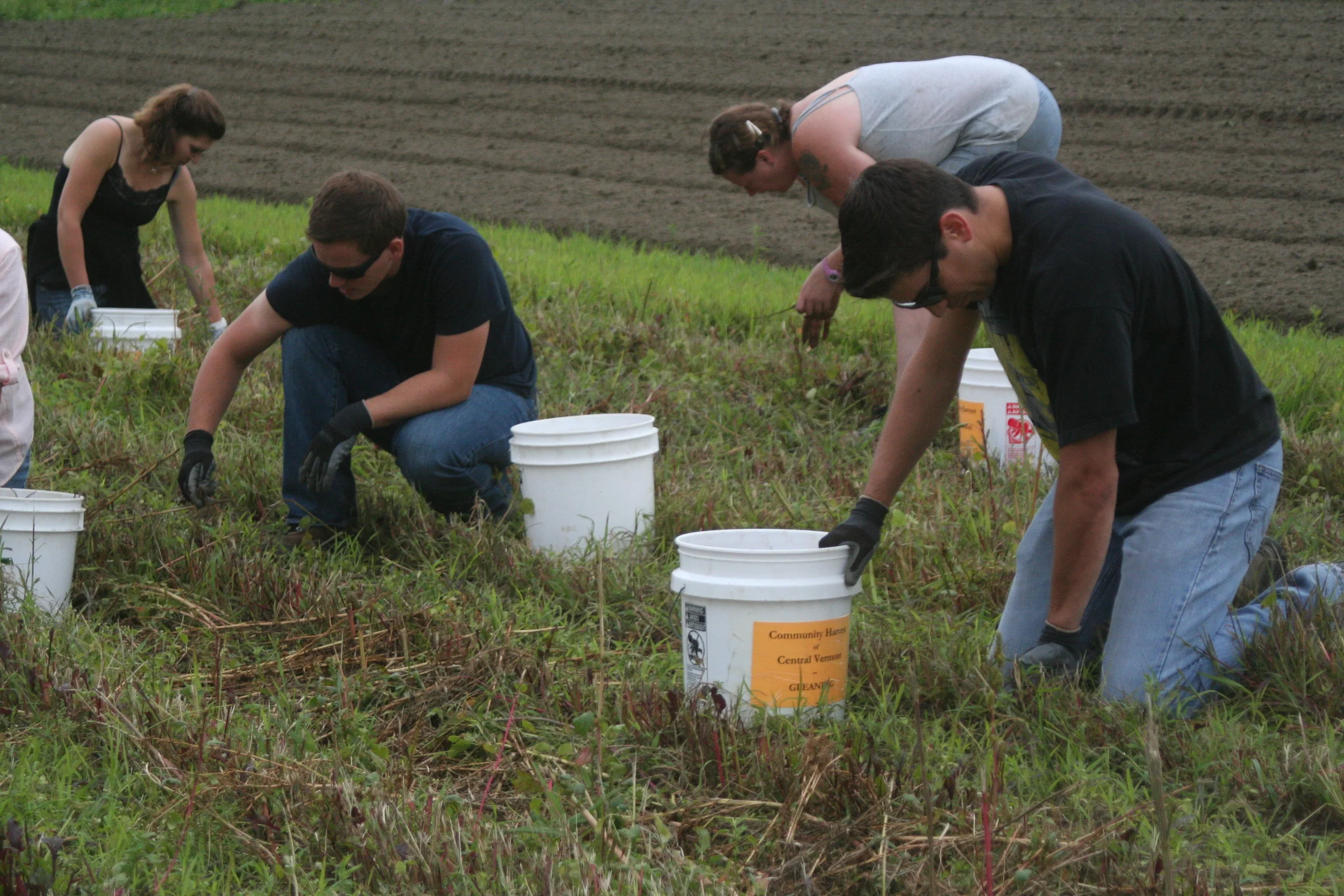 CHCV volunteers glean beets that will be donated