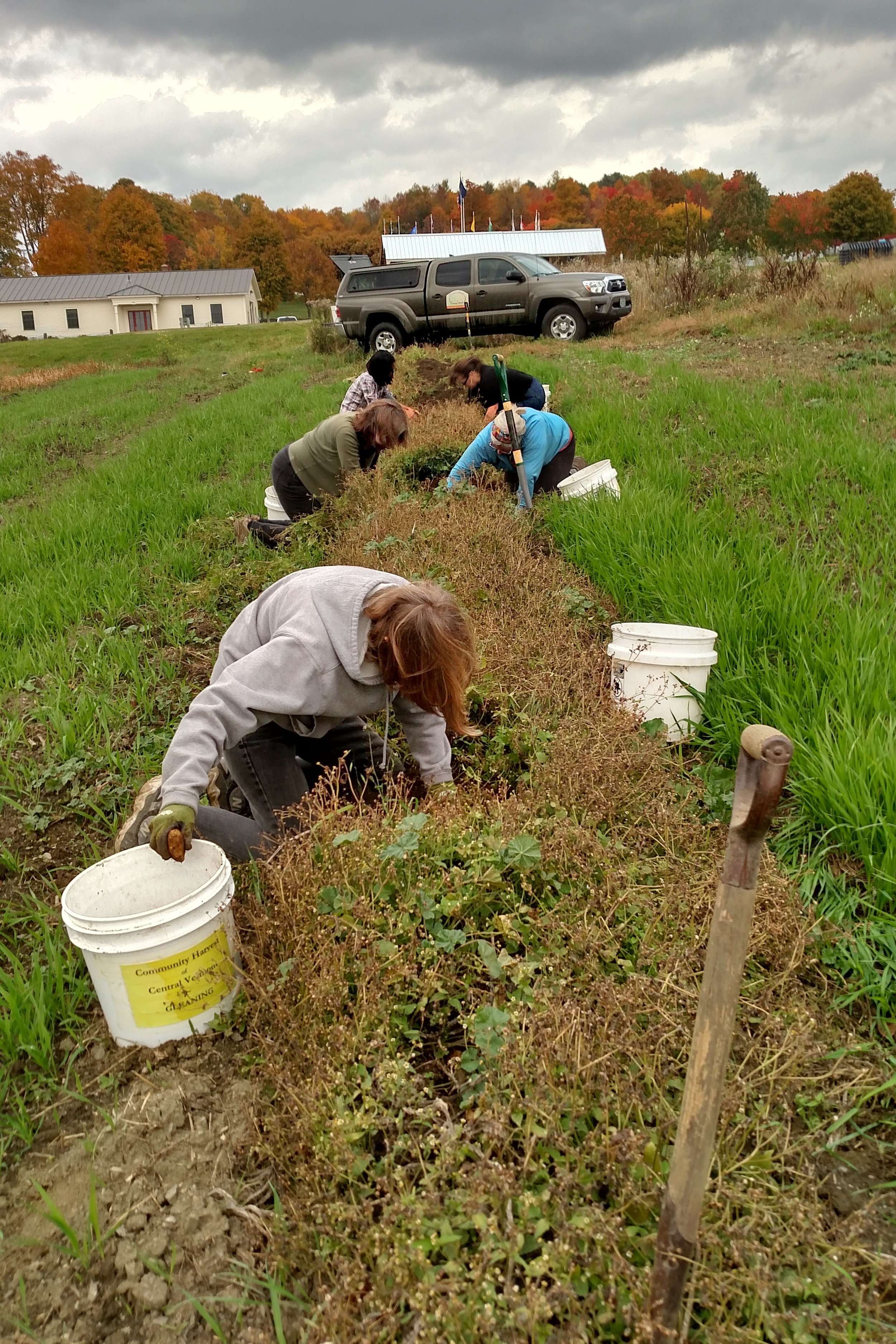 Fingerling Potato Gleaning