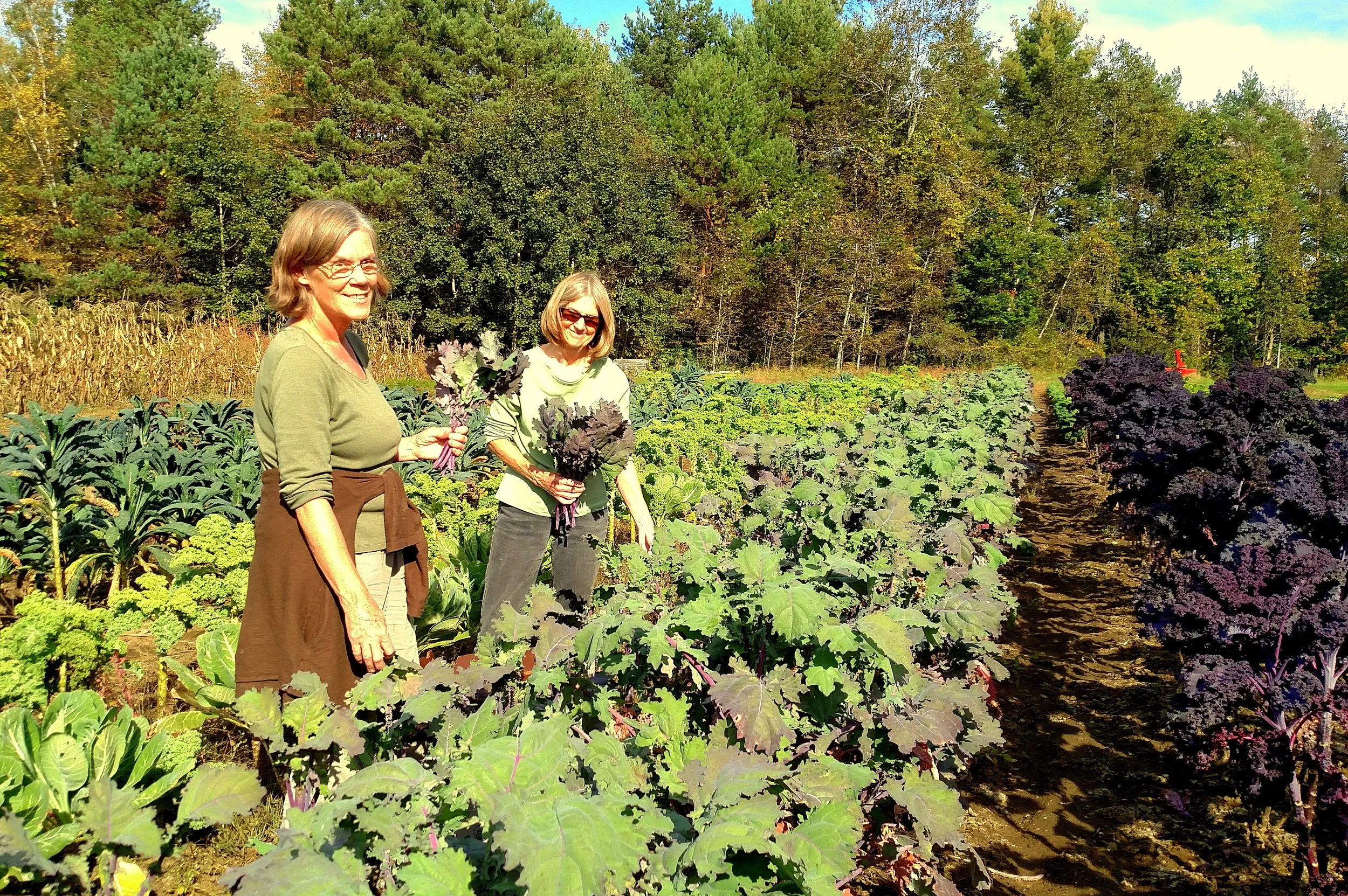 Kale From Littlewood Farm