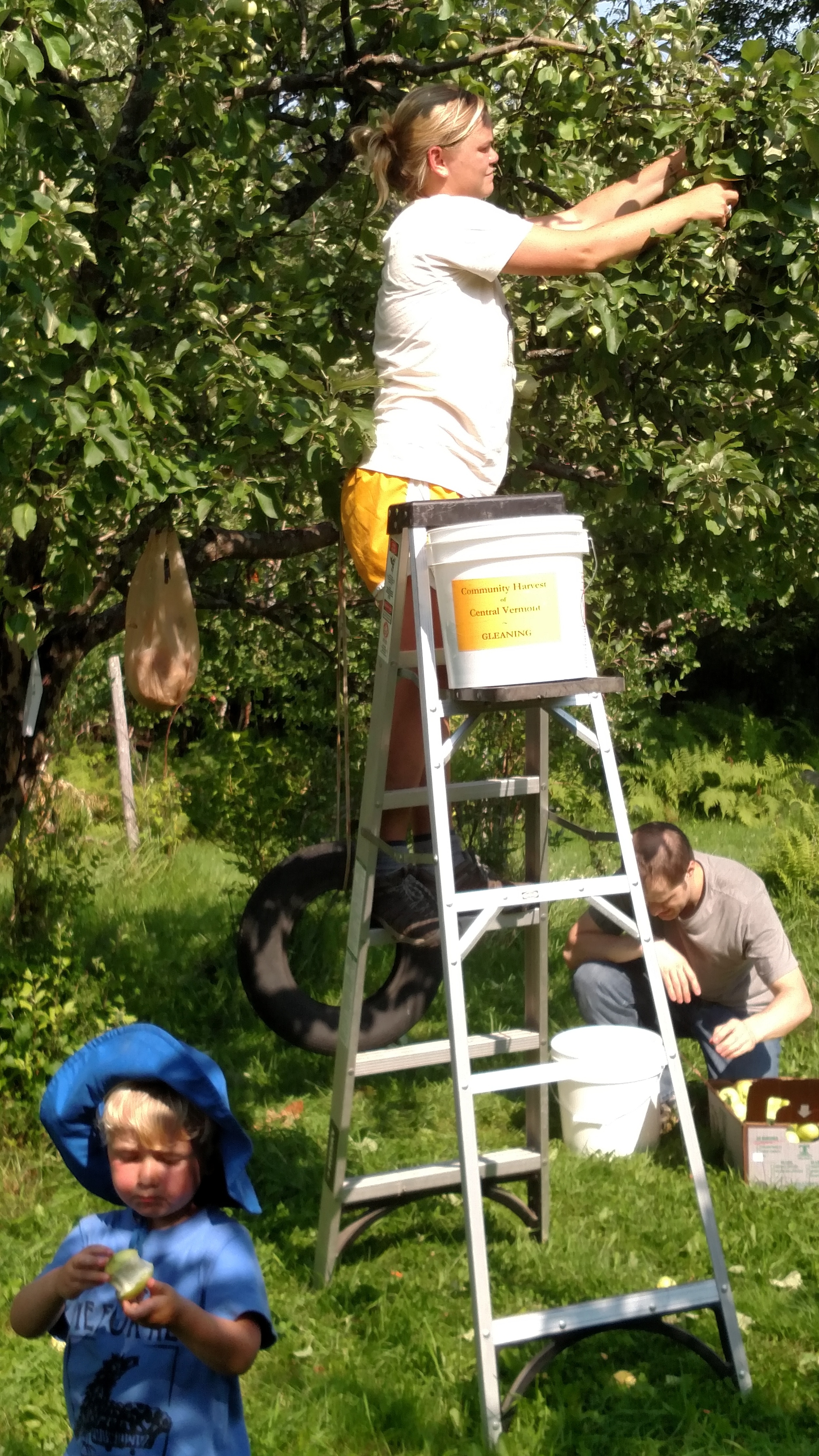 The First of the 2015 Apple Gleans