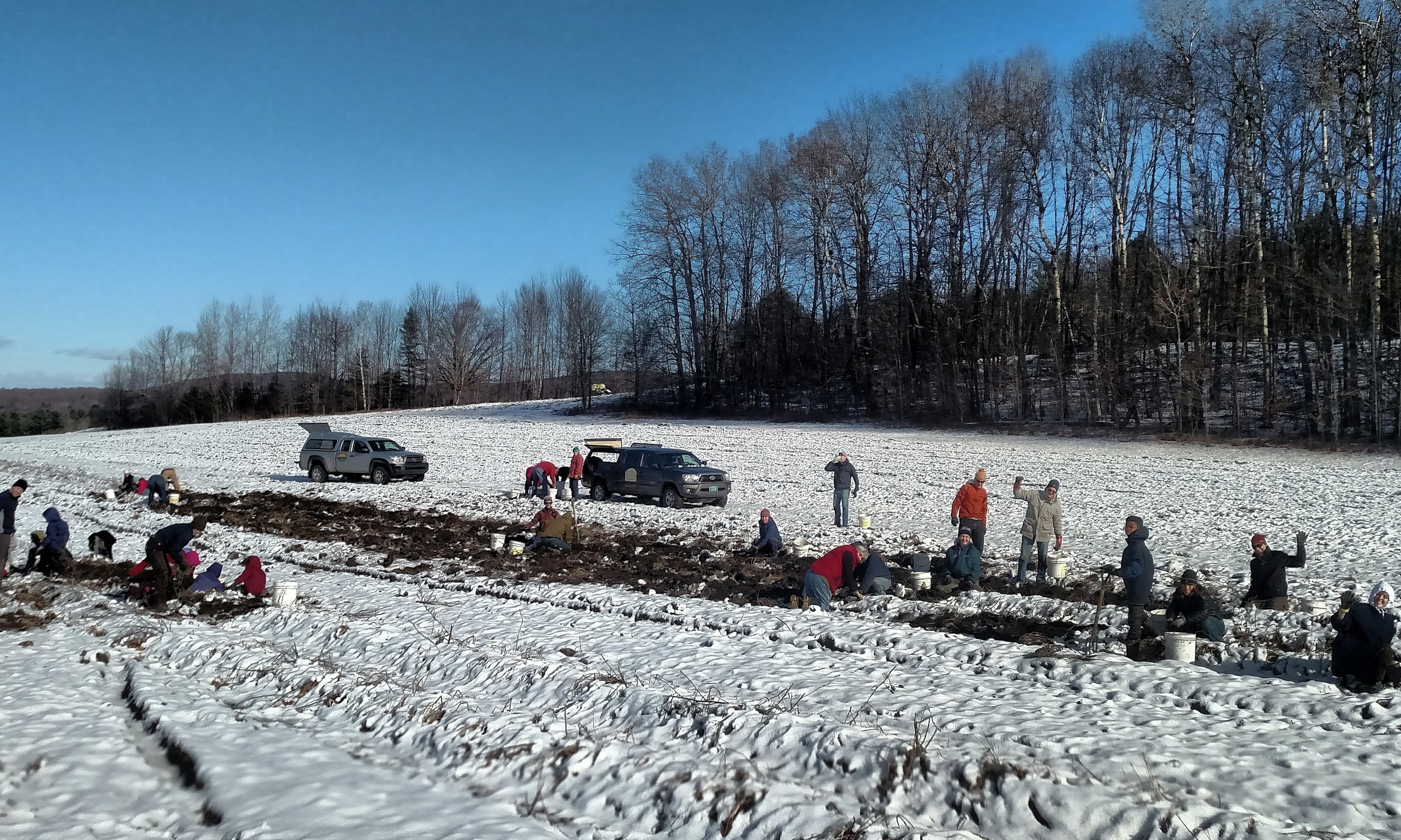 2018 Huge Potato Glean (in the snow)