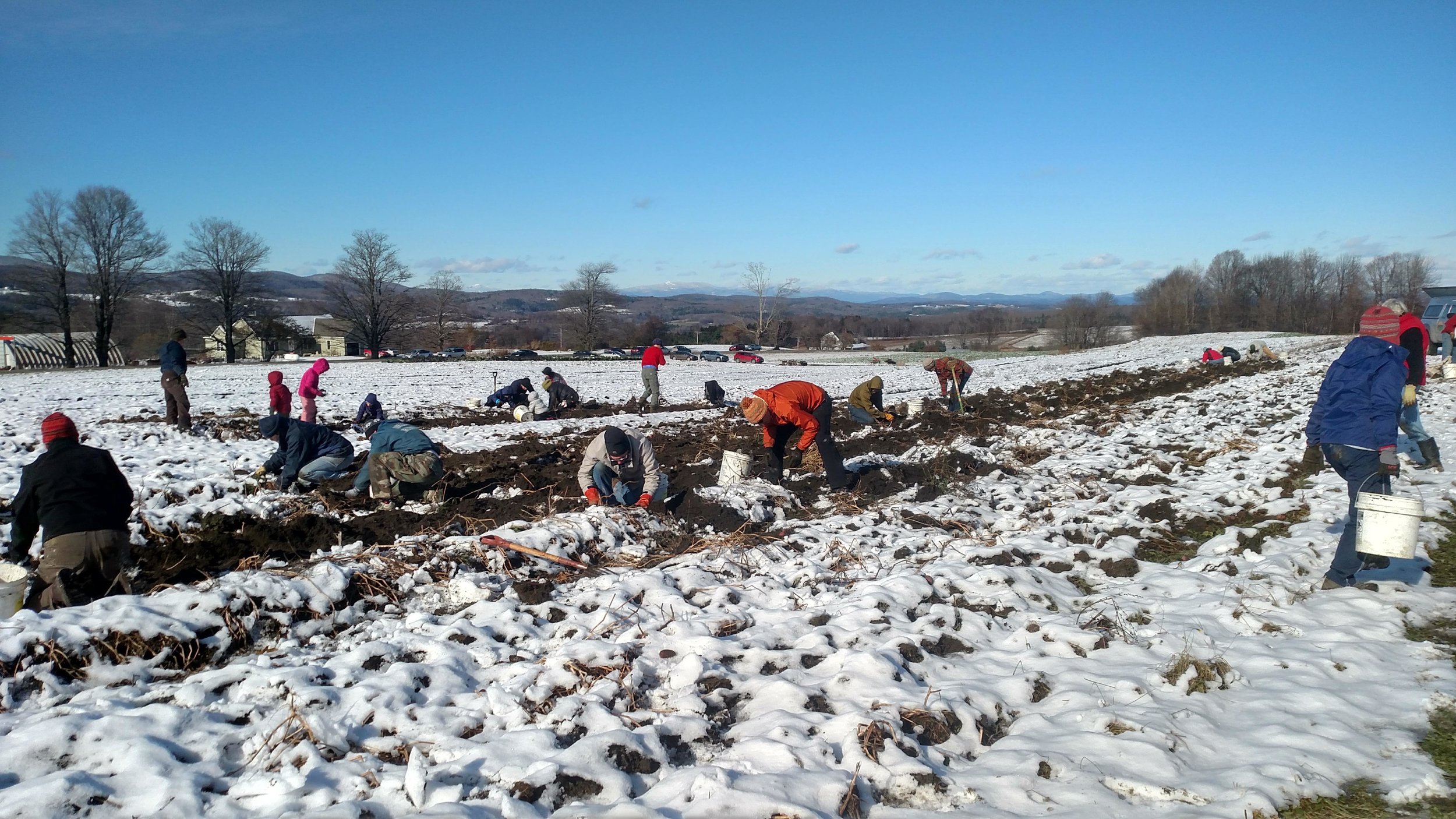 Busy Potato Gleaners