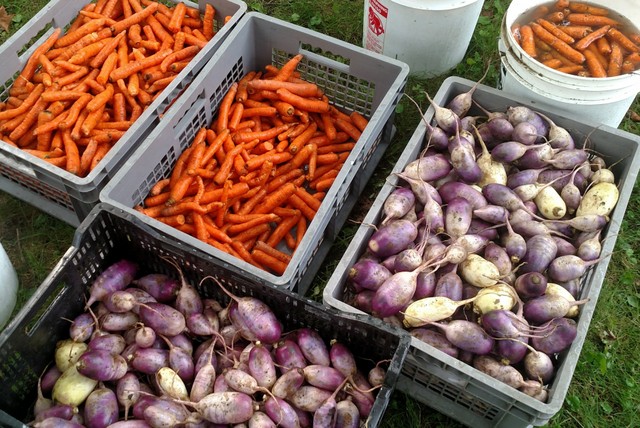 Purple Daikon Radishes and Carrots