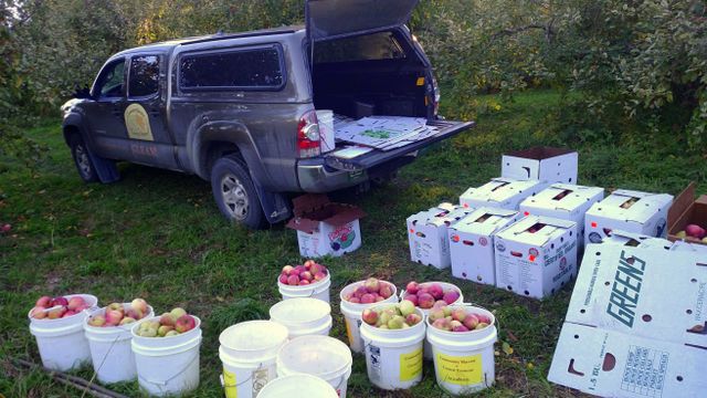 2022 was the Biggest Apple year Yet - 14,000 pounds!