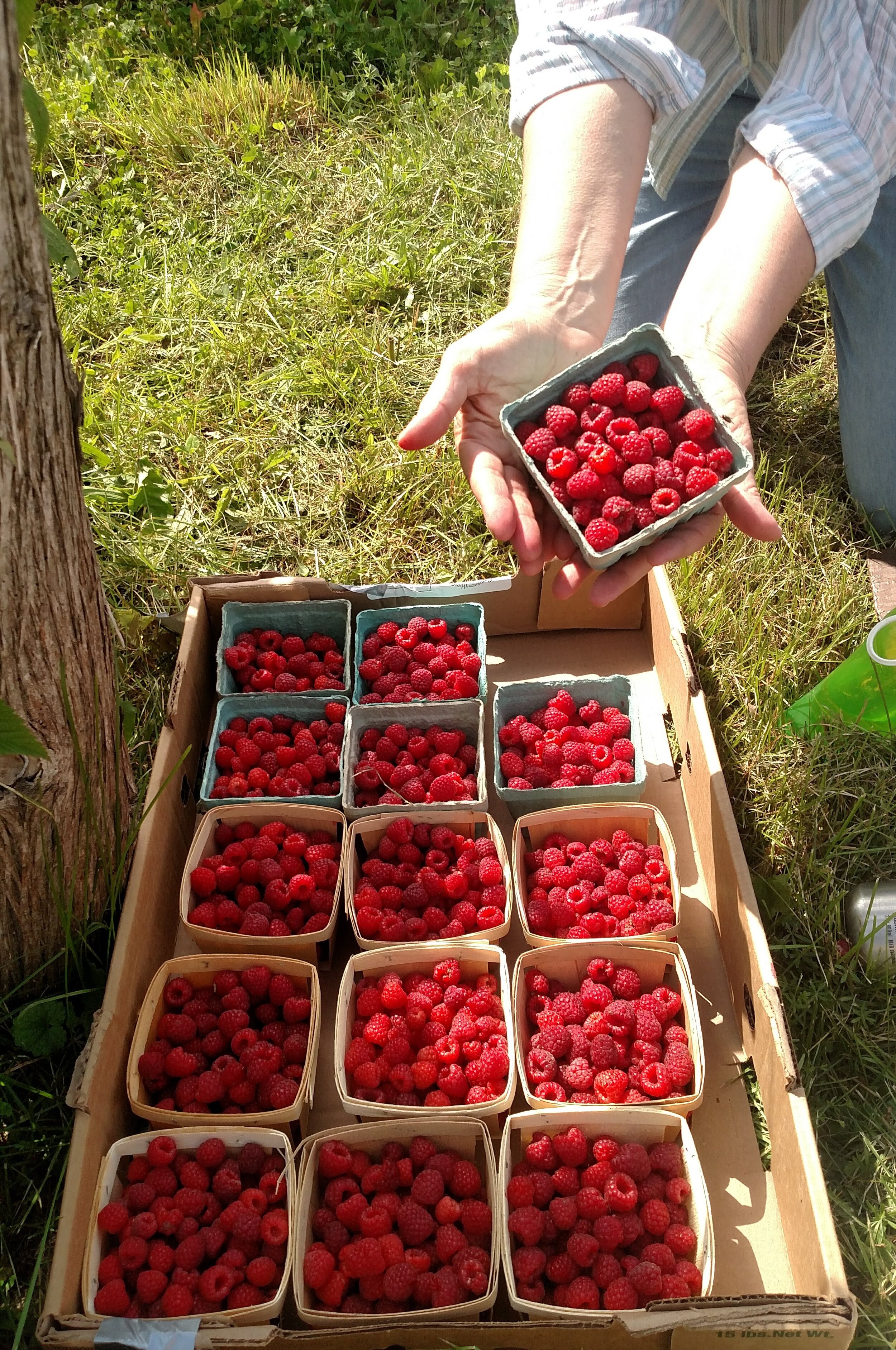 Raspberries!!!