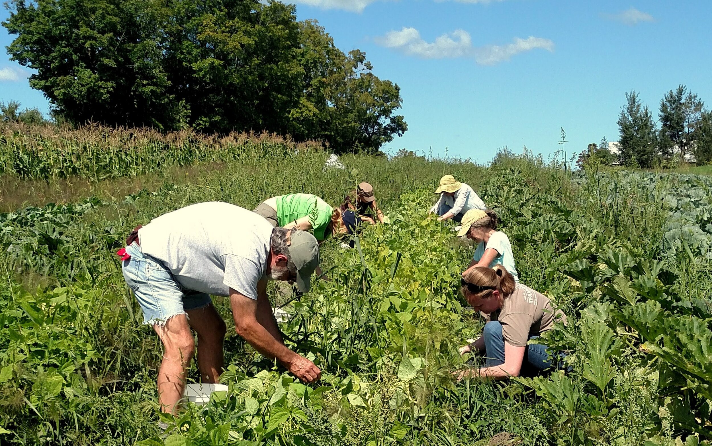 Green, Yellow, and Purple Beans to Glean