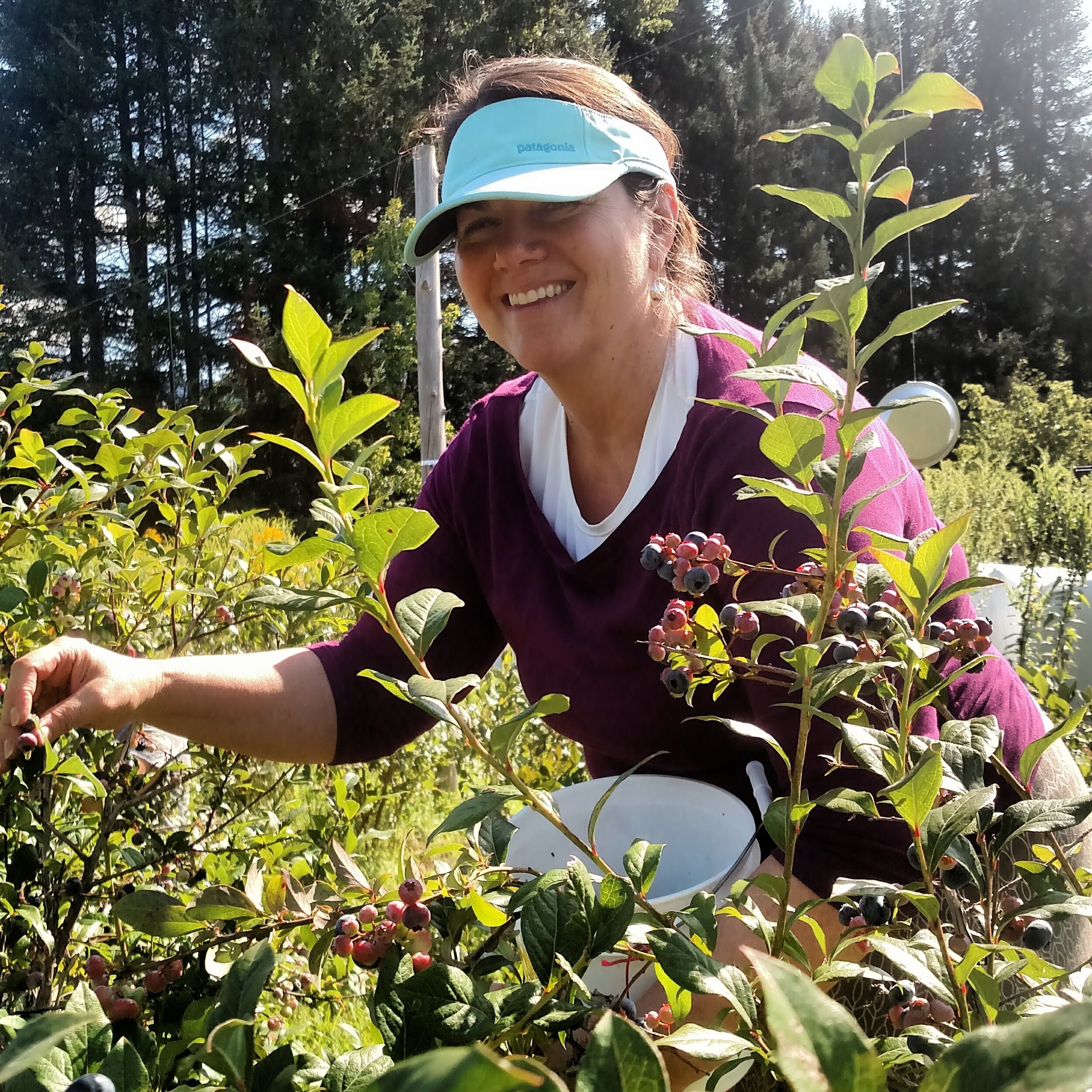 Ellie gleaning blueberries