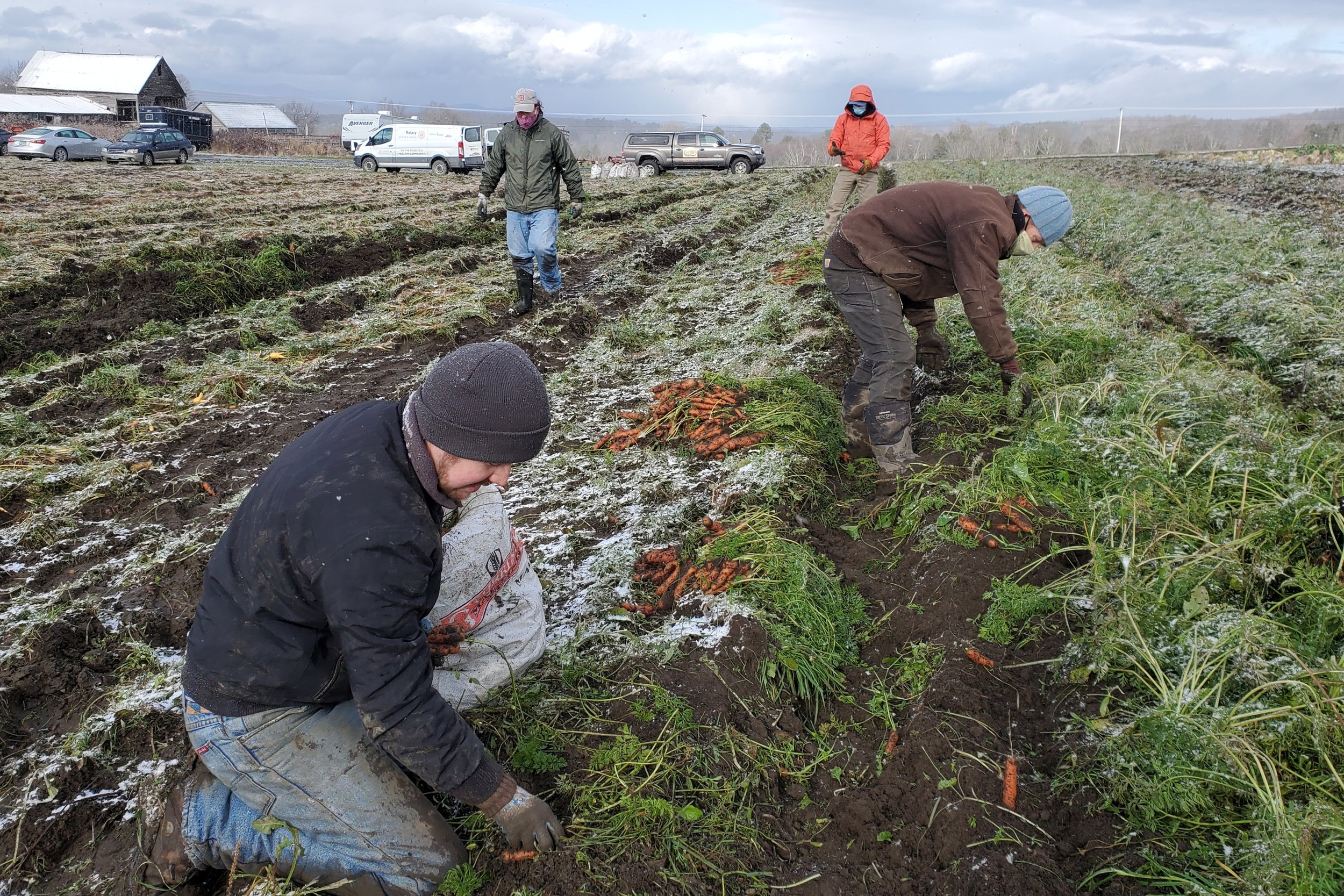 Snowy Carrot Glean