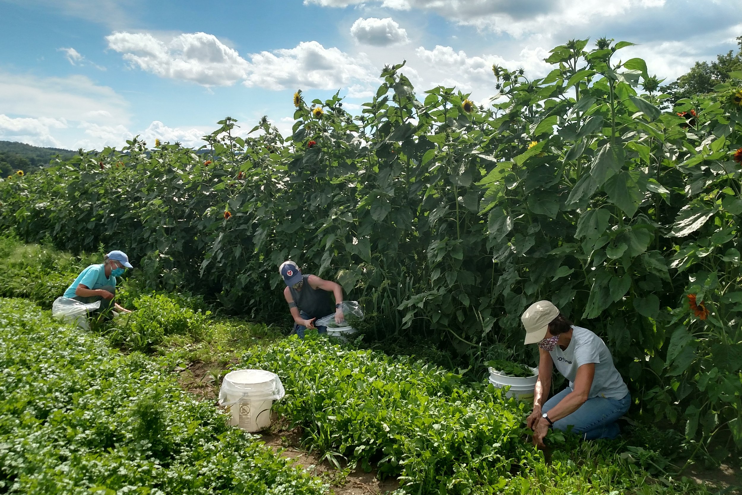 Gleaning while distancing and masked in the summer heat!