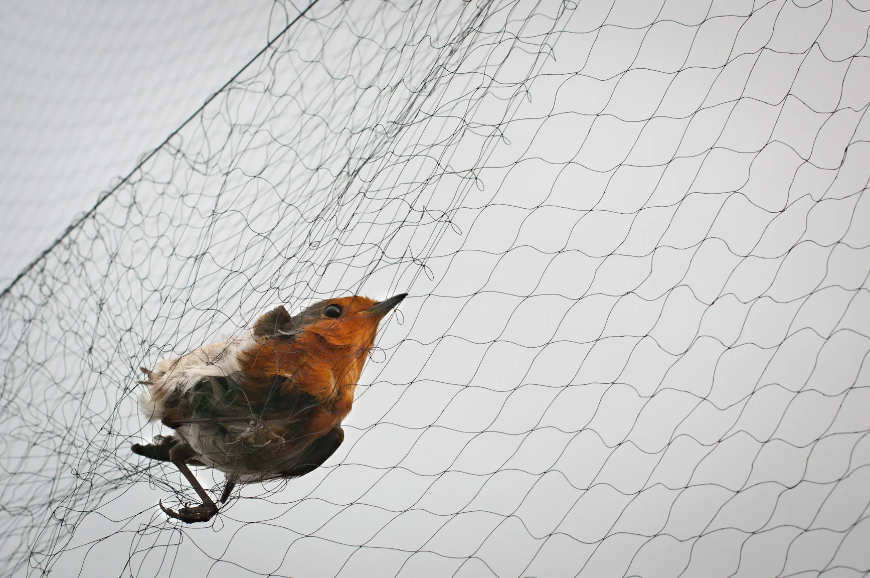 Tracking Passerines: Data in Flight — Tara Champion