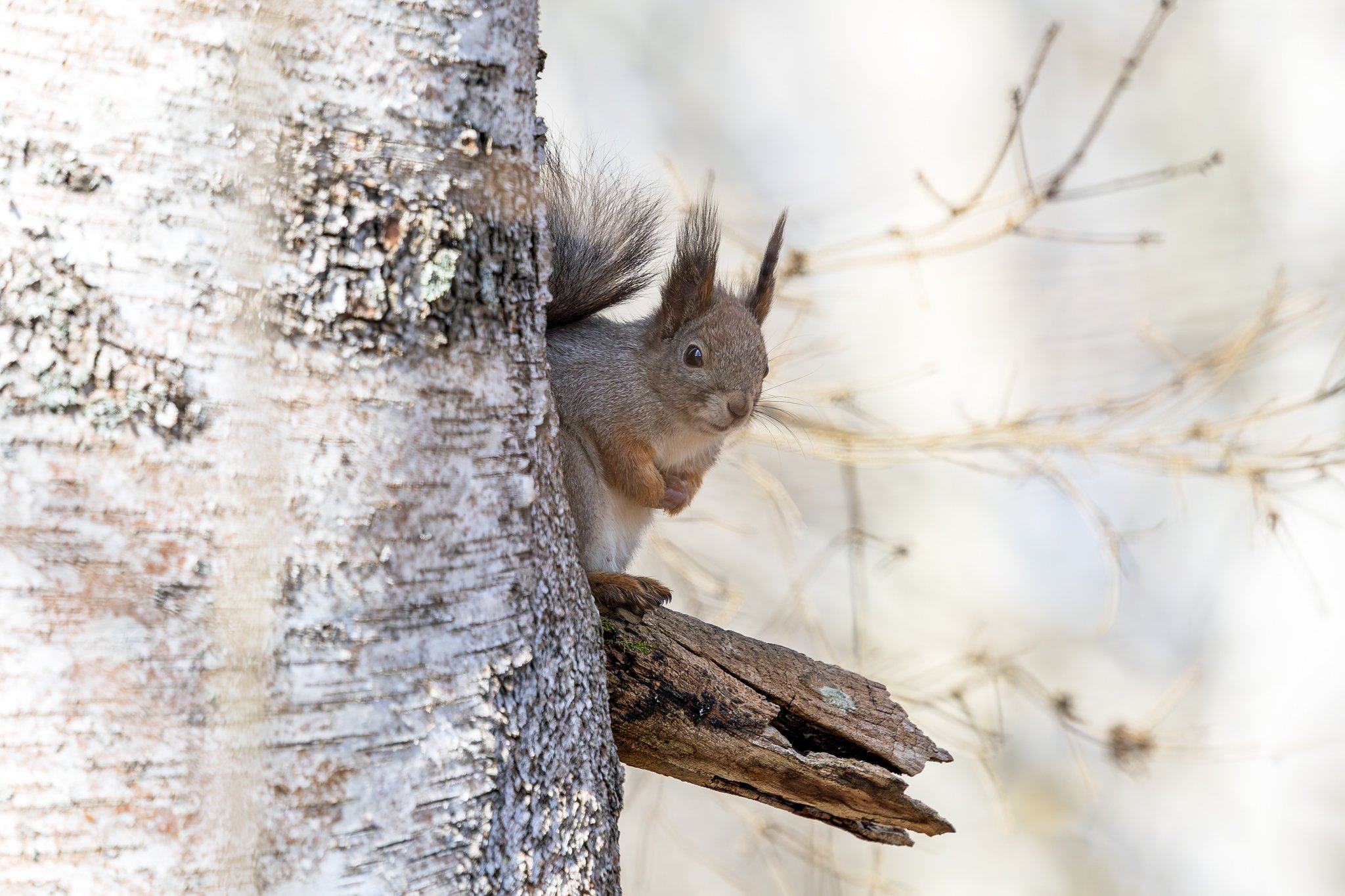 Eurasian red squirrel, Jyväskylä, 2026