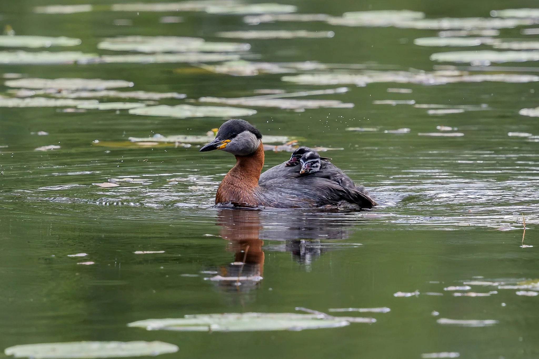 Red-necked grebe, Jyväskylä, 2026