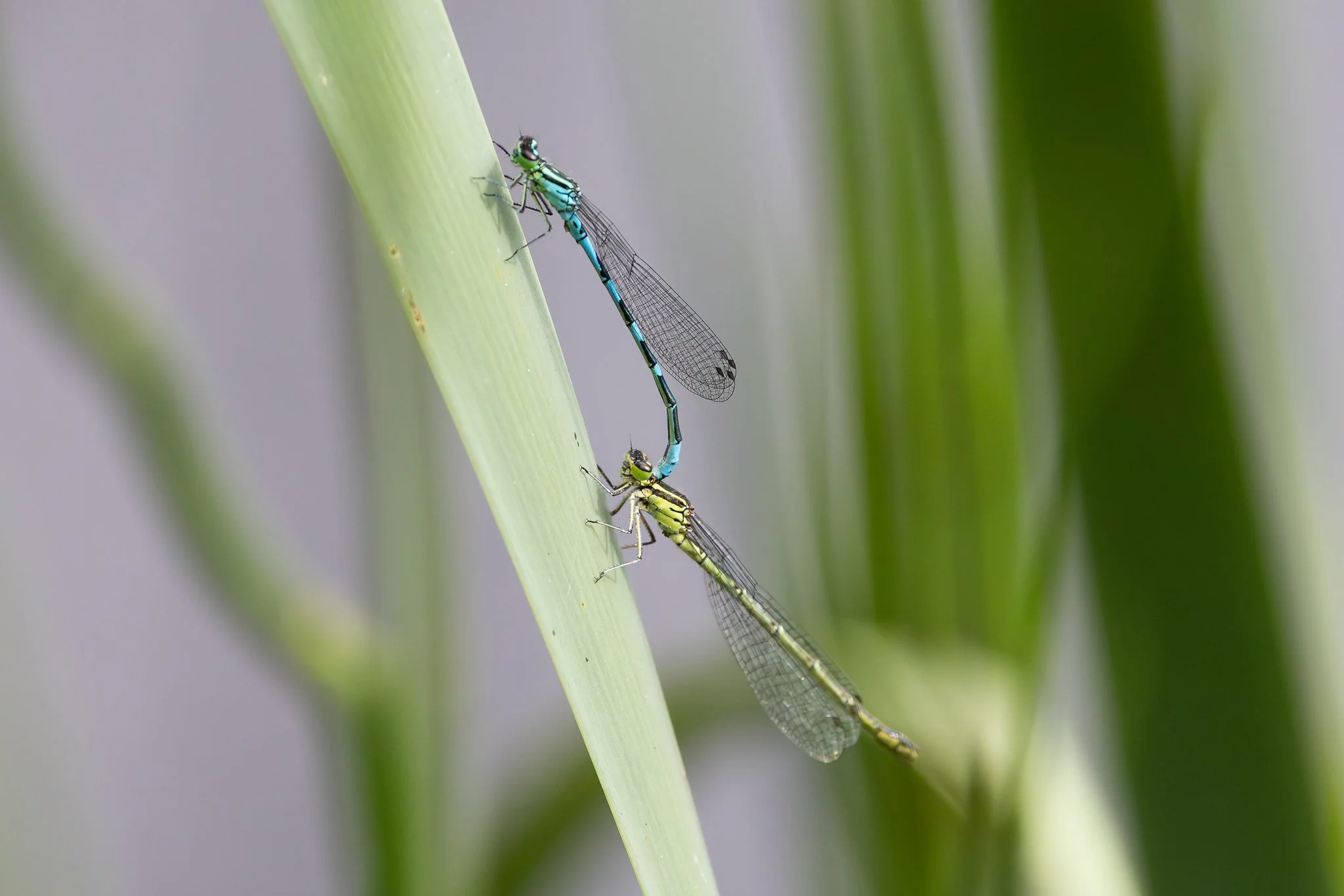 Spearhead bluet, Jyväskylä, 2026