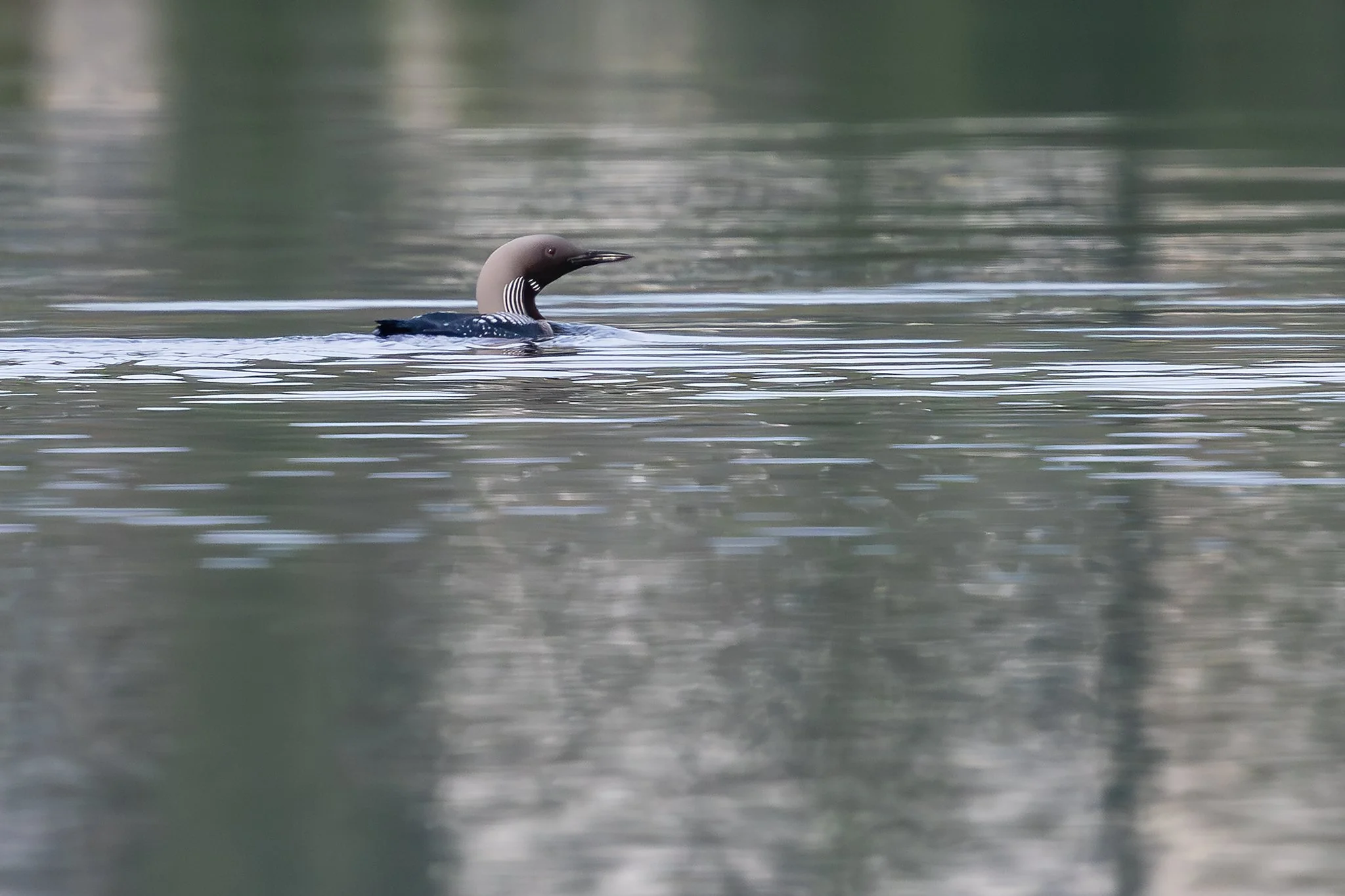 Arctic loon, Jyväskylä, 2026