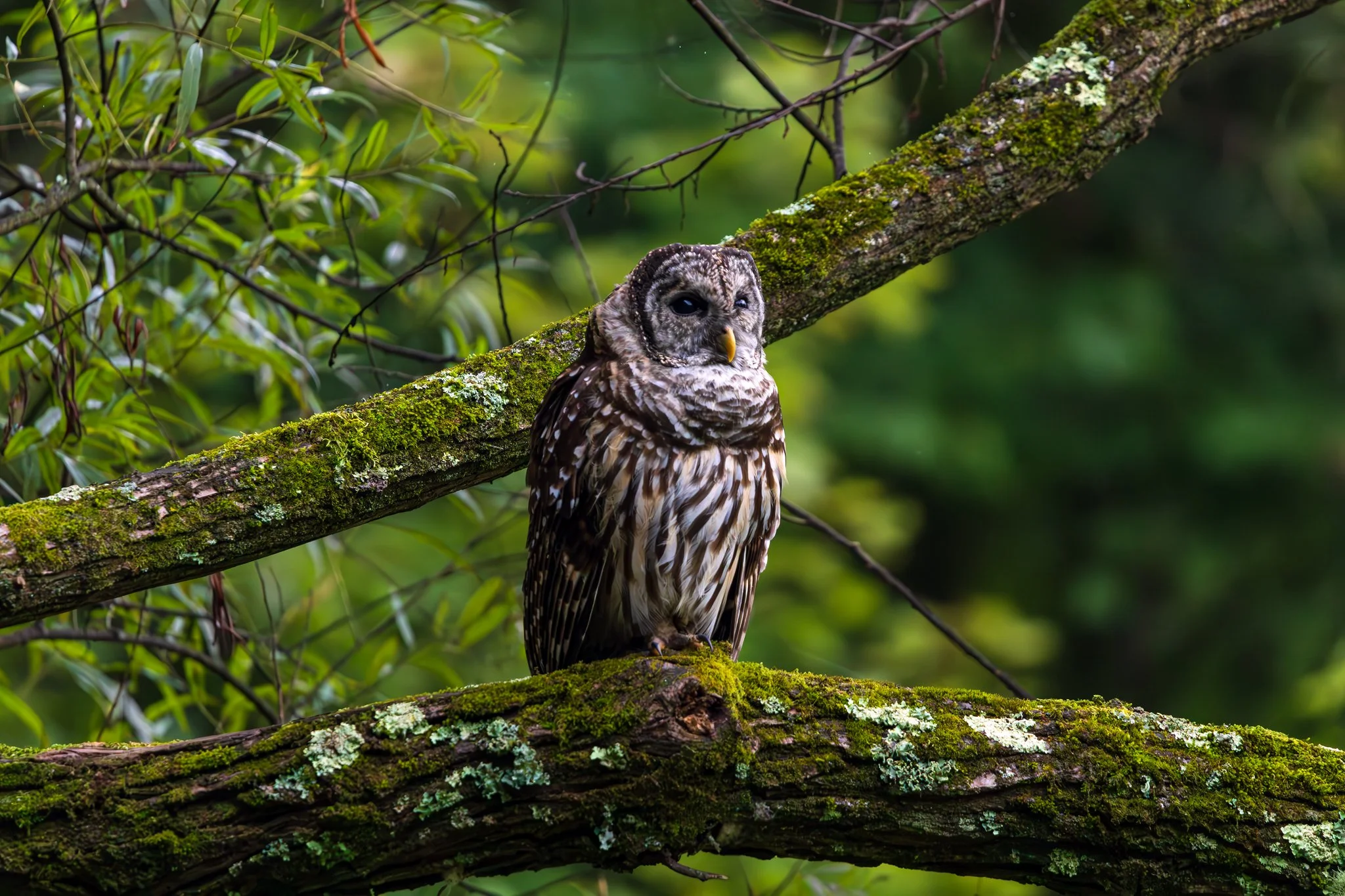 Barred owl