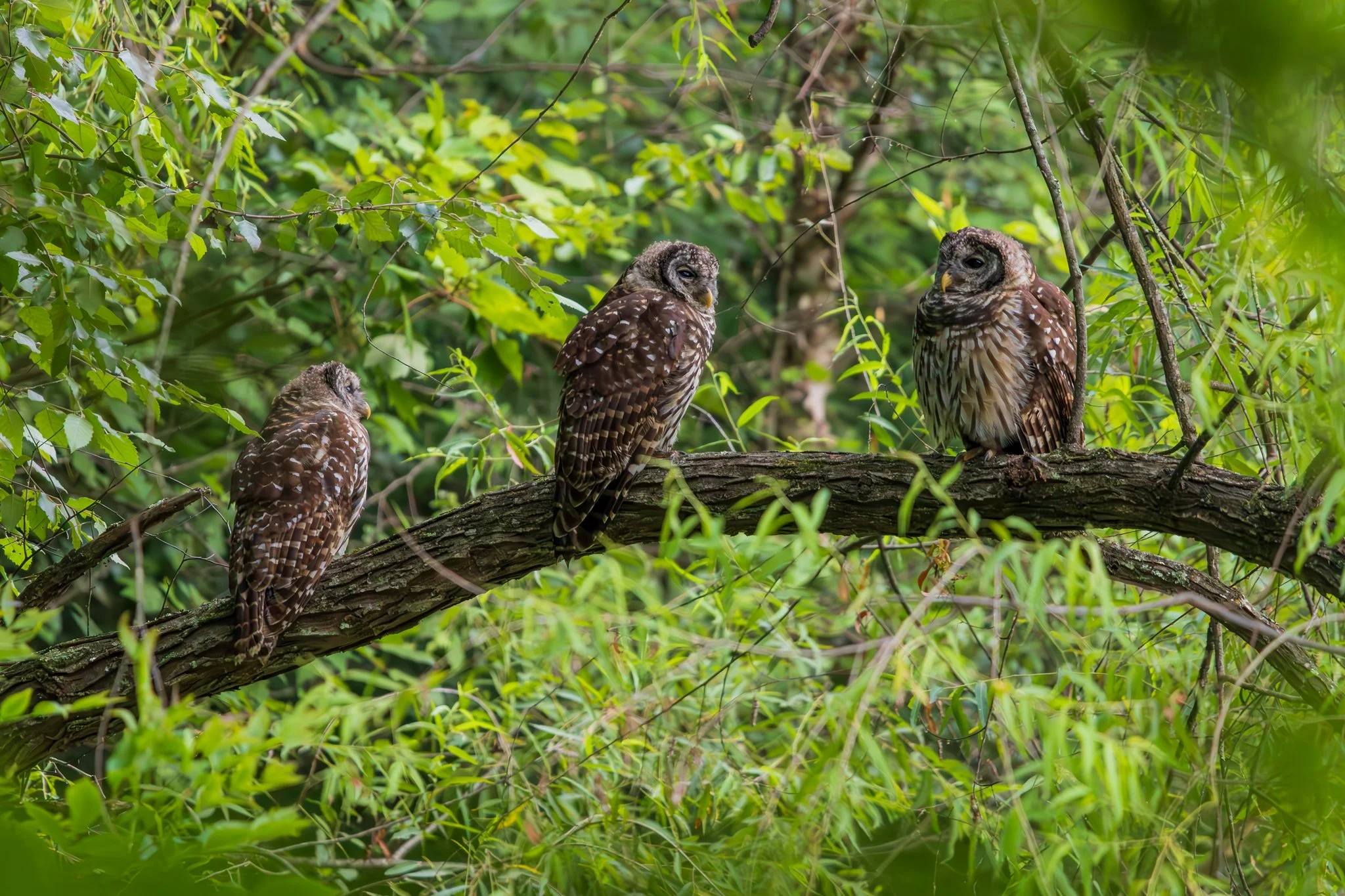 Barred owl juveniles