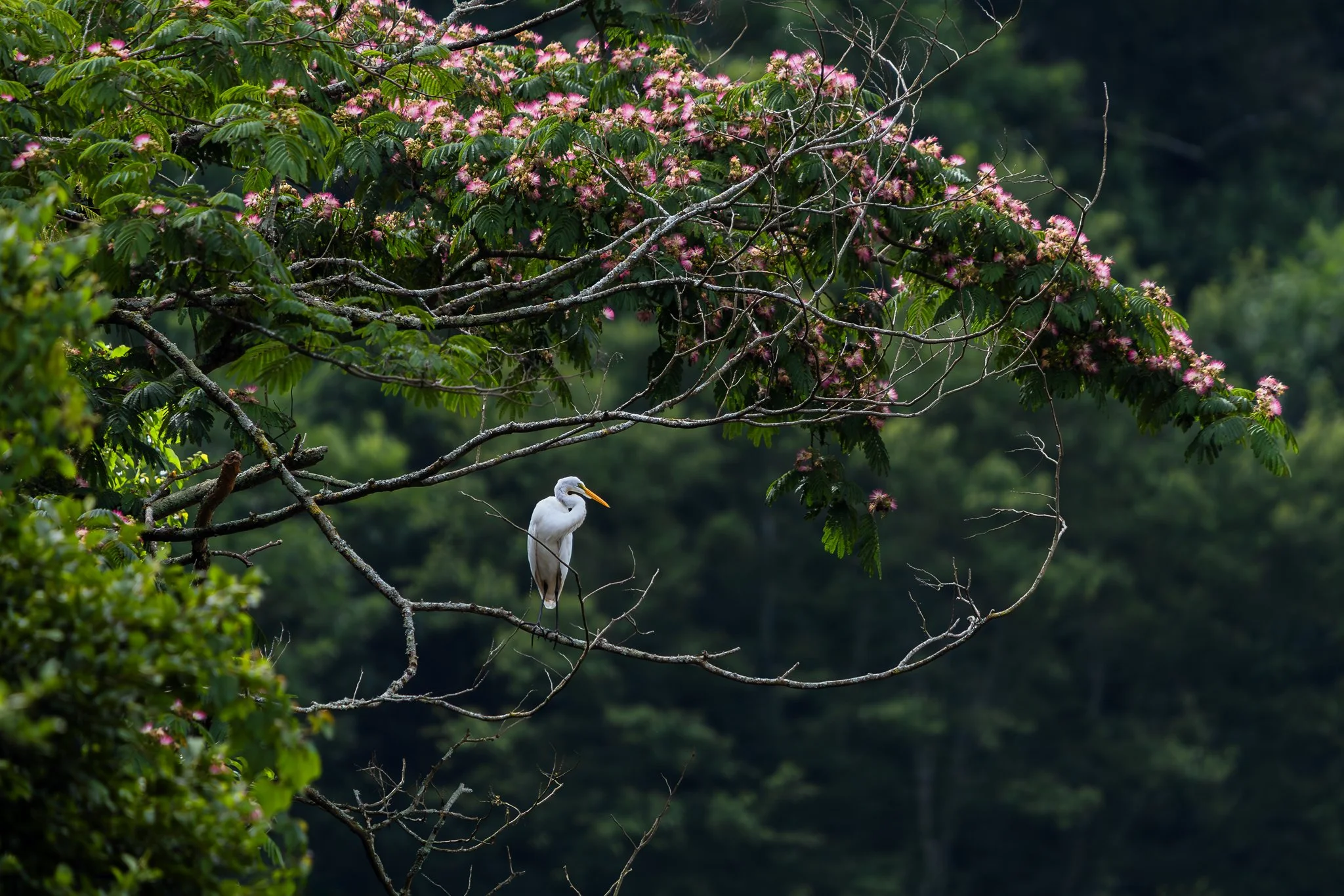 Great egret