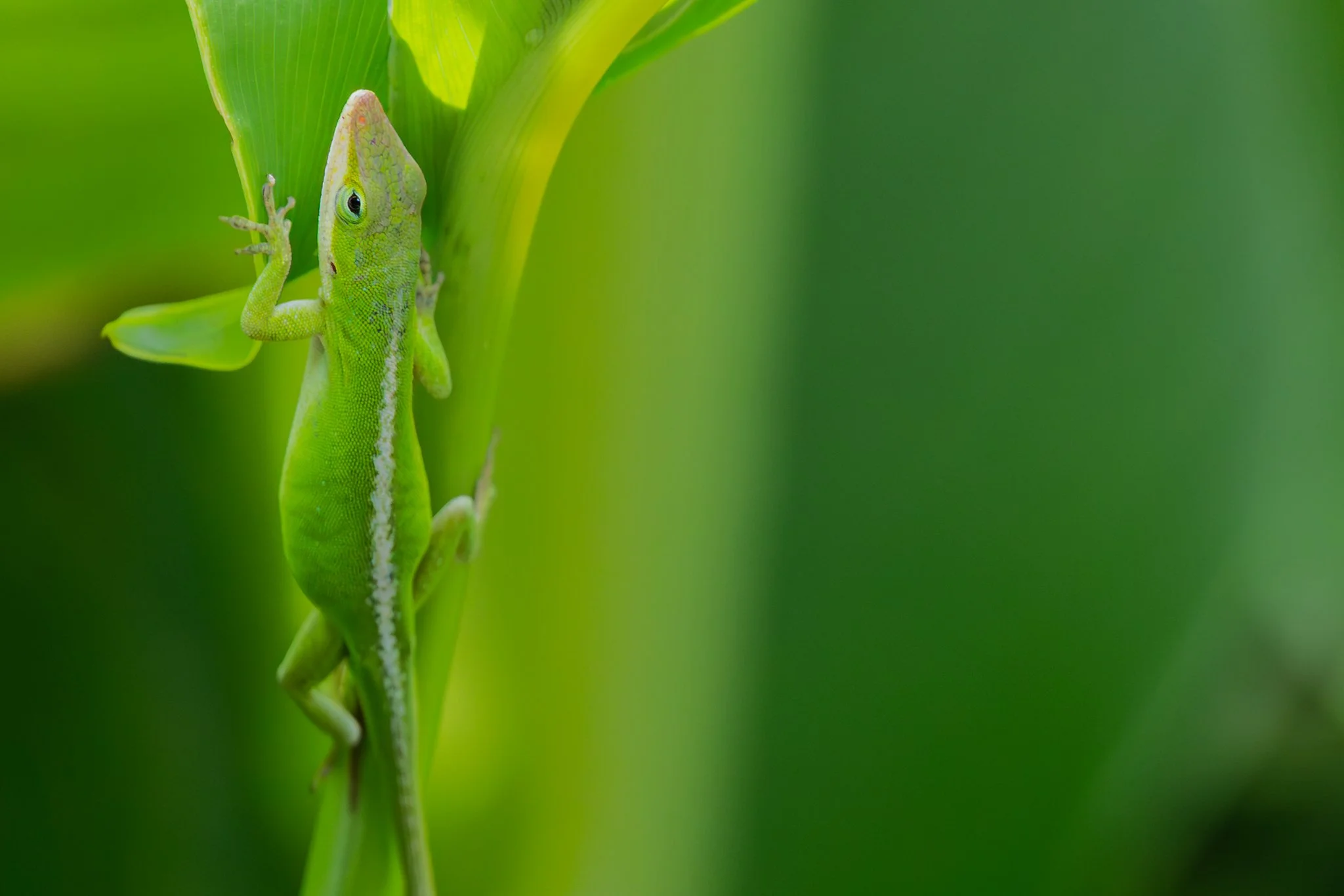 Green anole