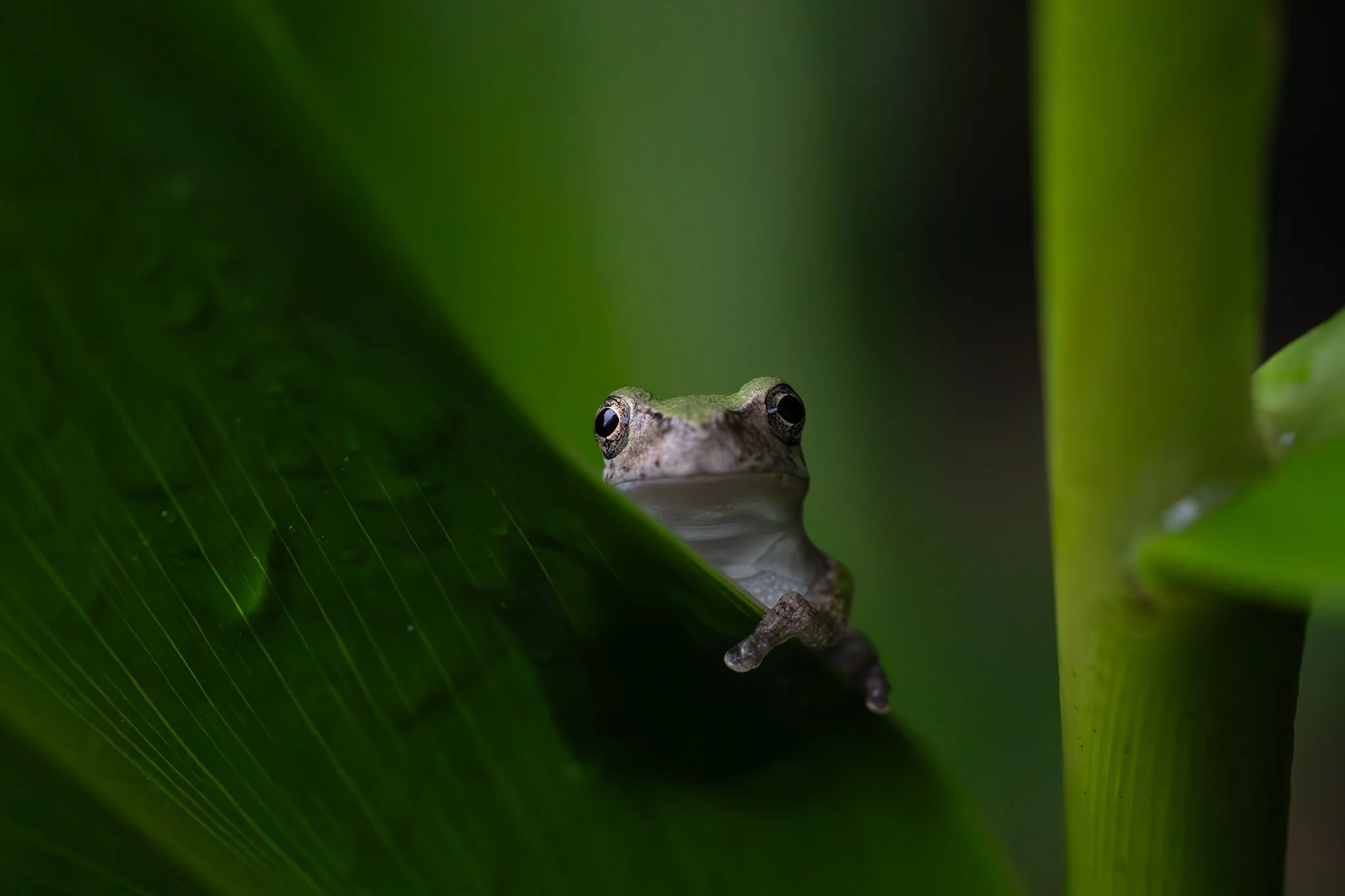 Cope's gray treefrog