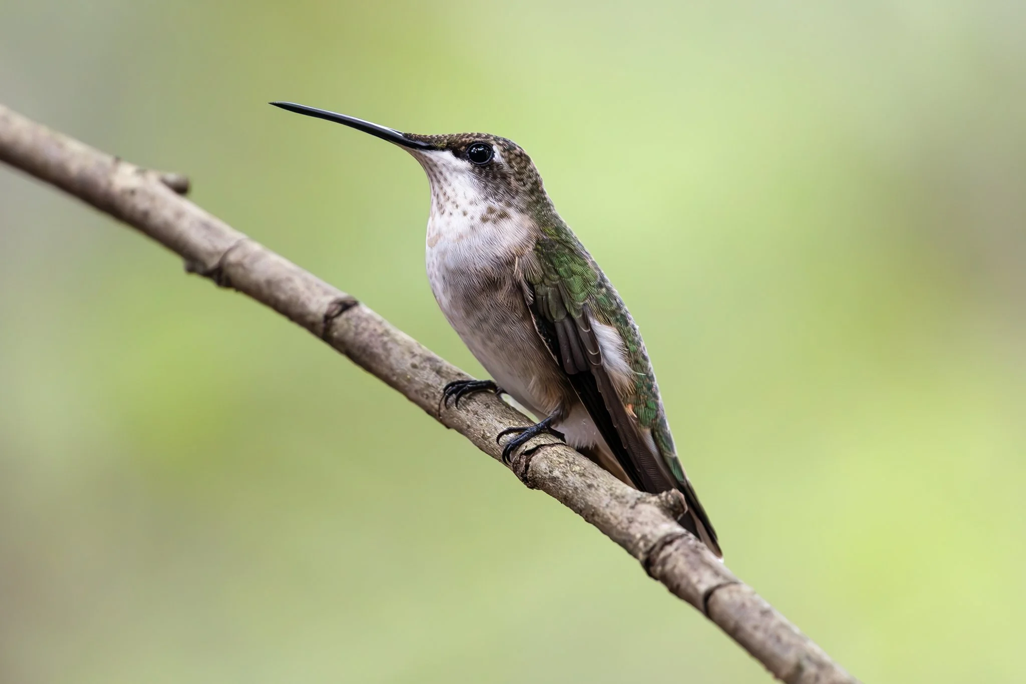 Ruby-throated hummingbird