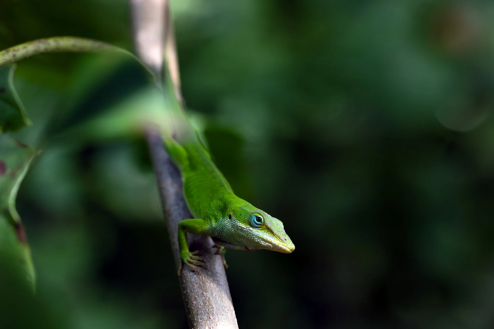 Green anole