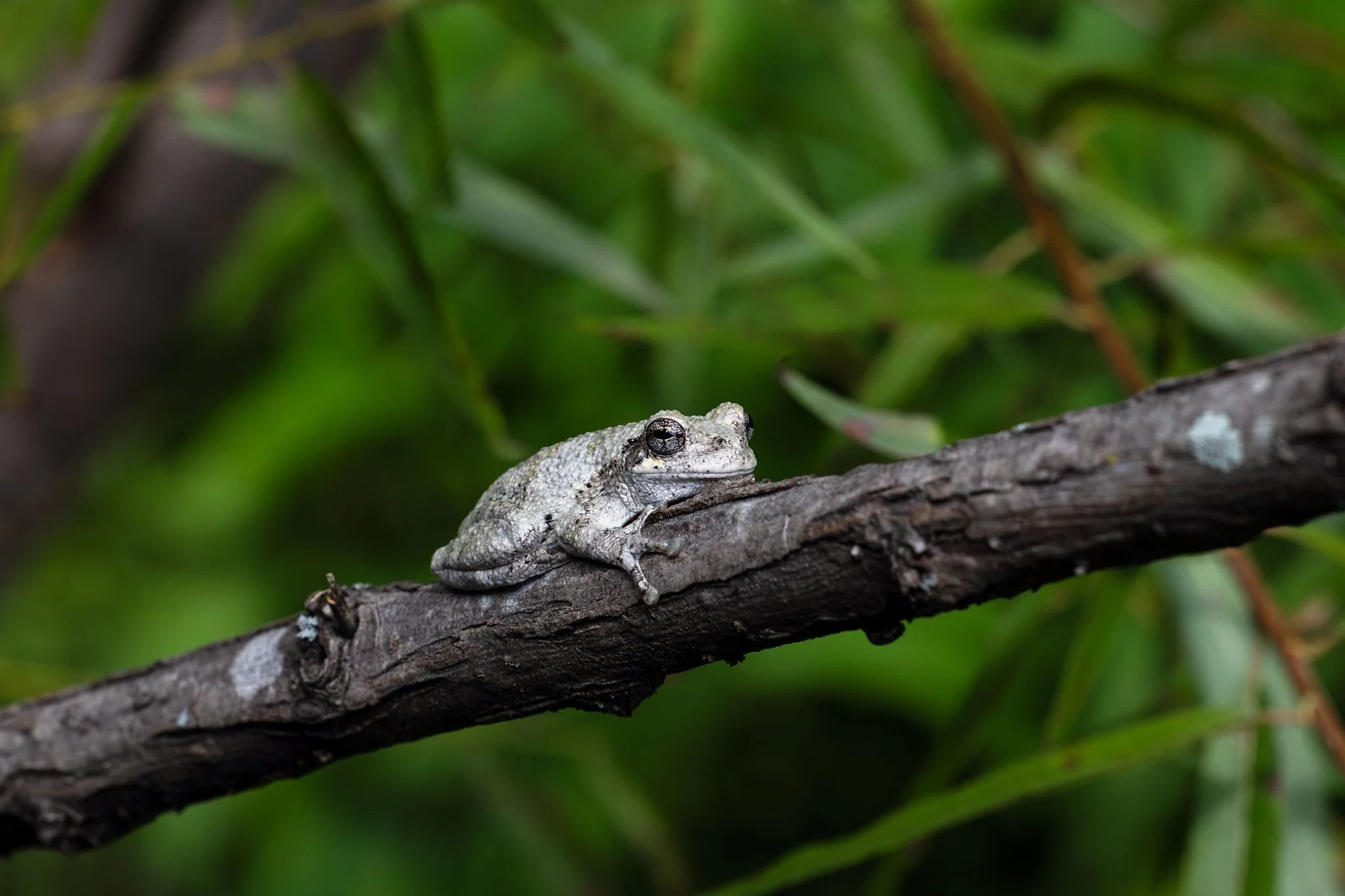 Cope's gray treefrog