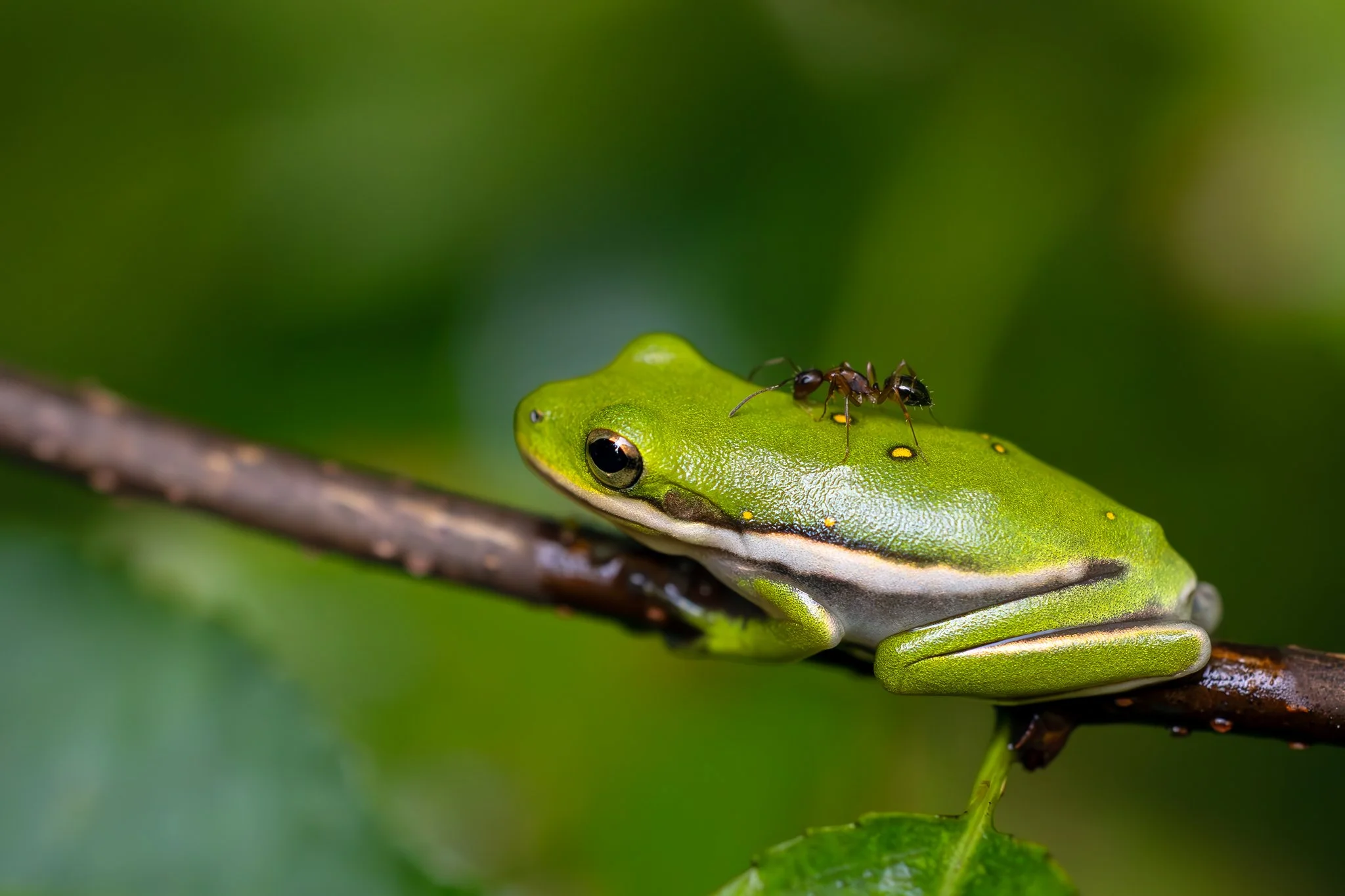 Green treefrog