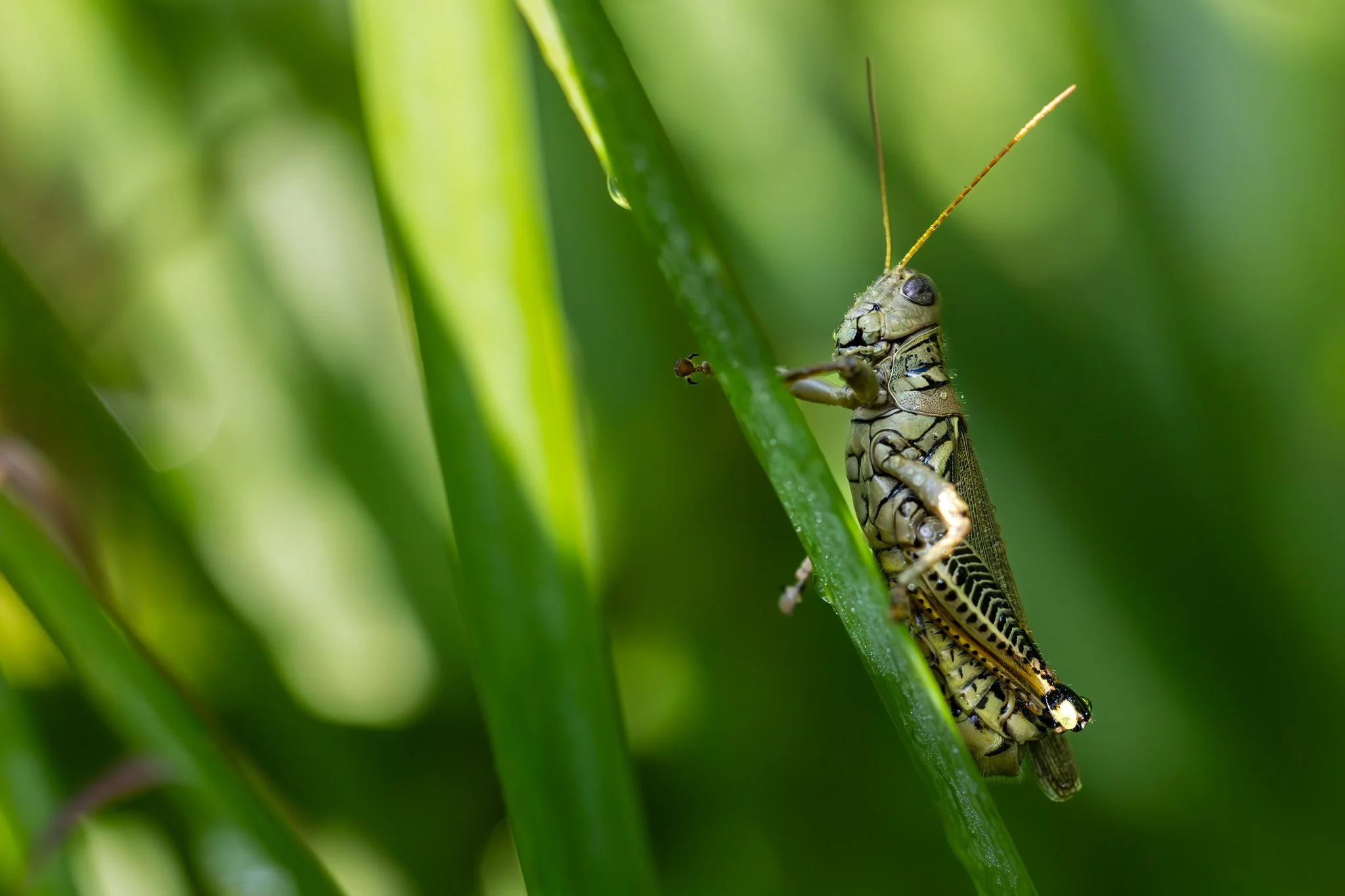 Differential grasshopper