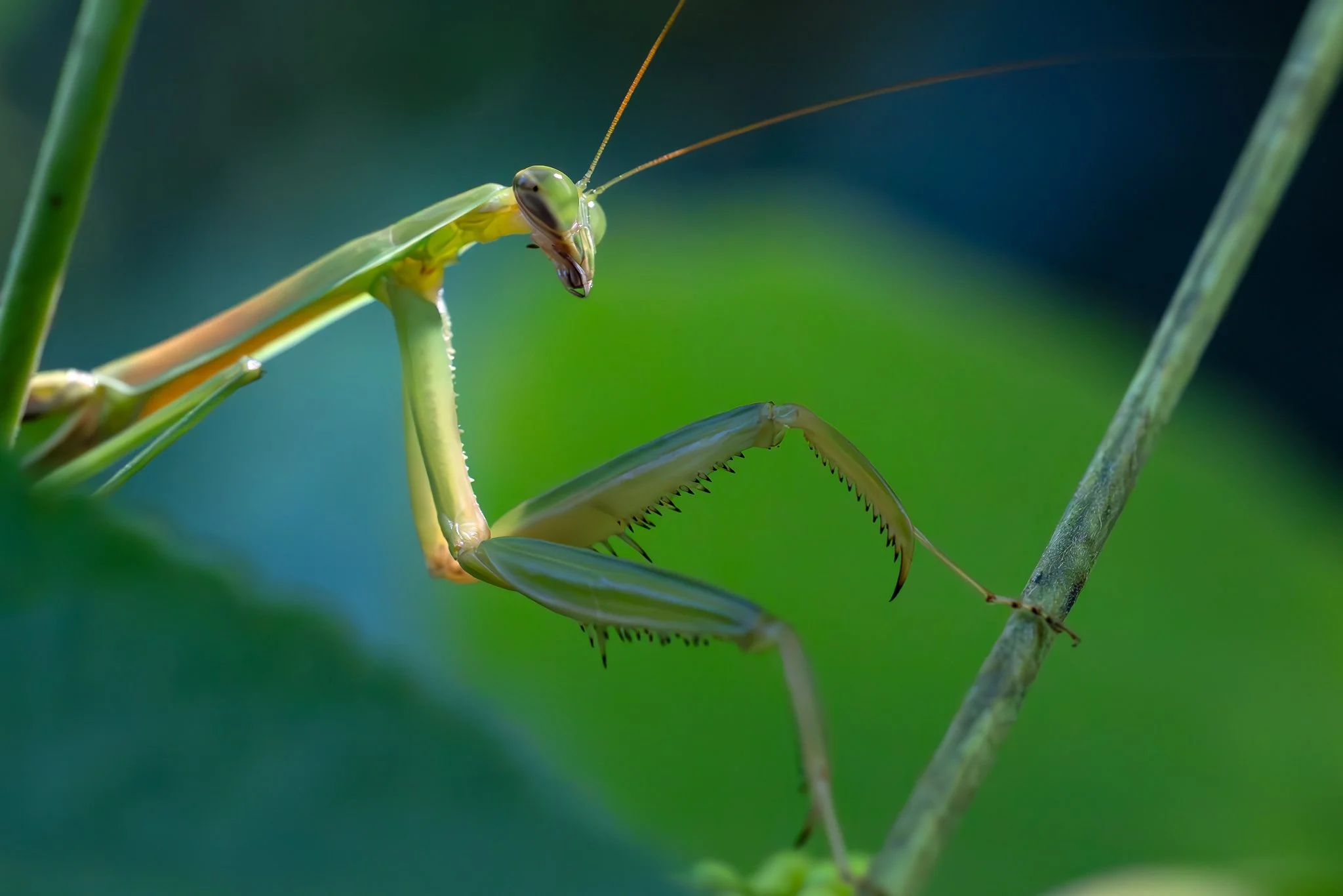 Chinese mantis