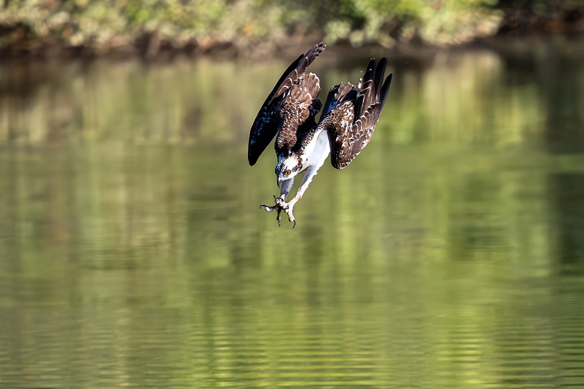 Osprey