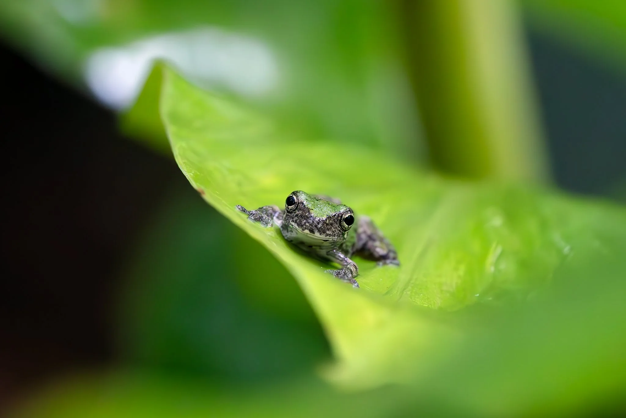 Cope's gray treefrog