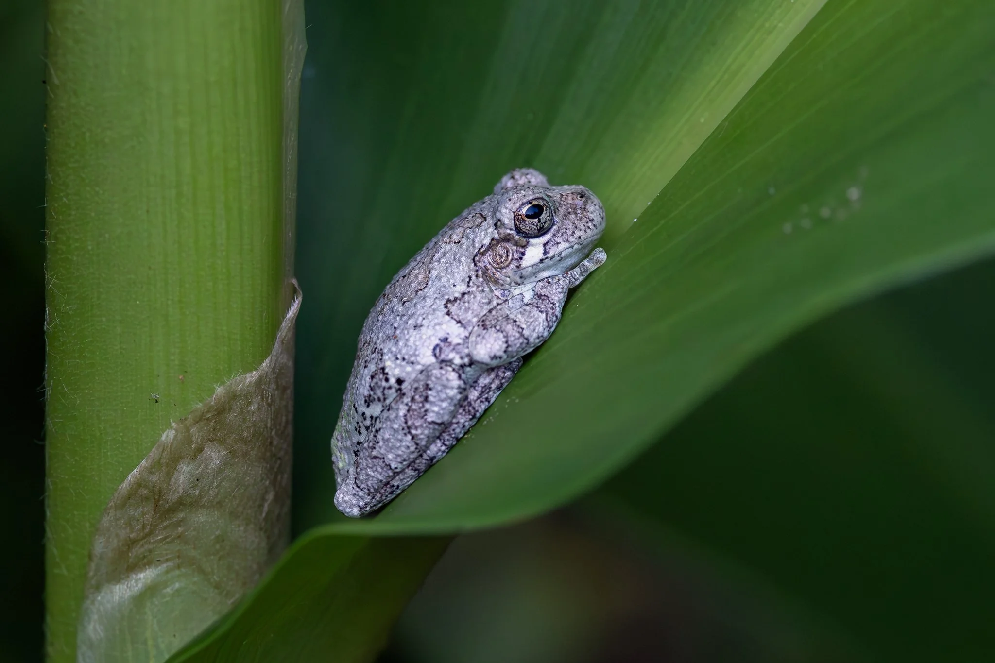 Cope's gray treefrog
