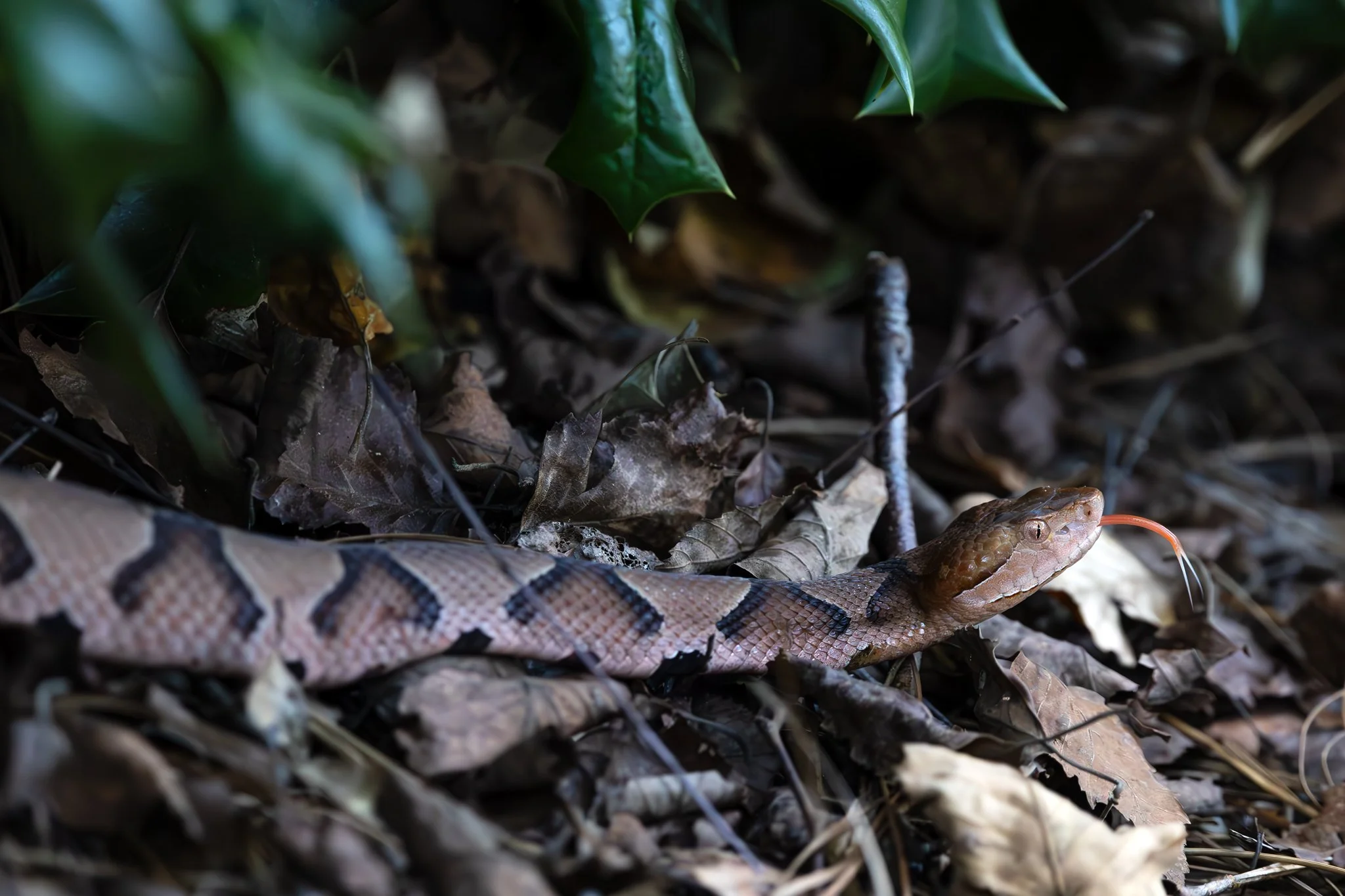 Eastern copperhead