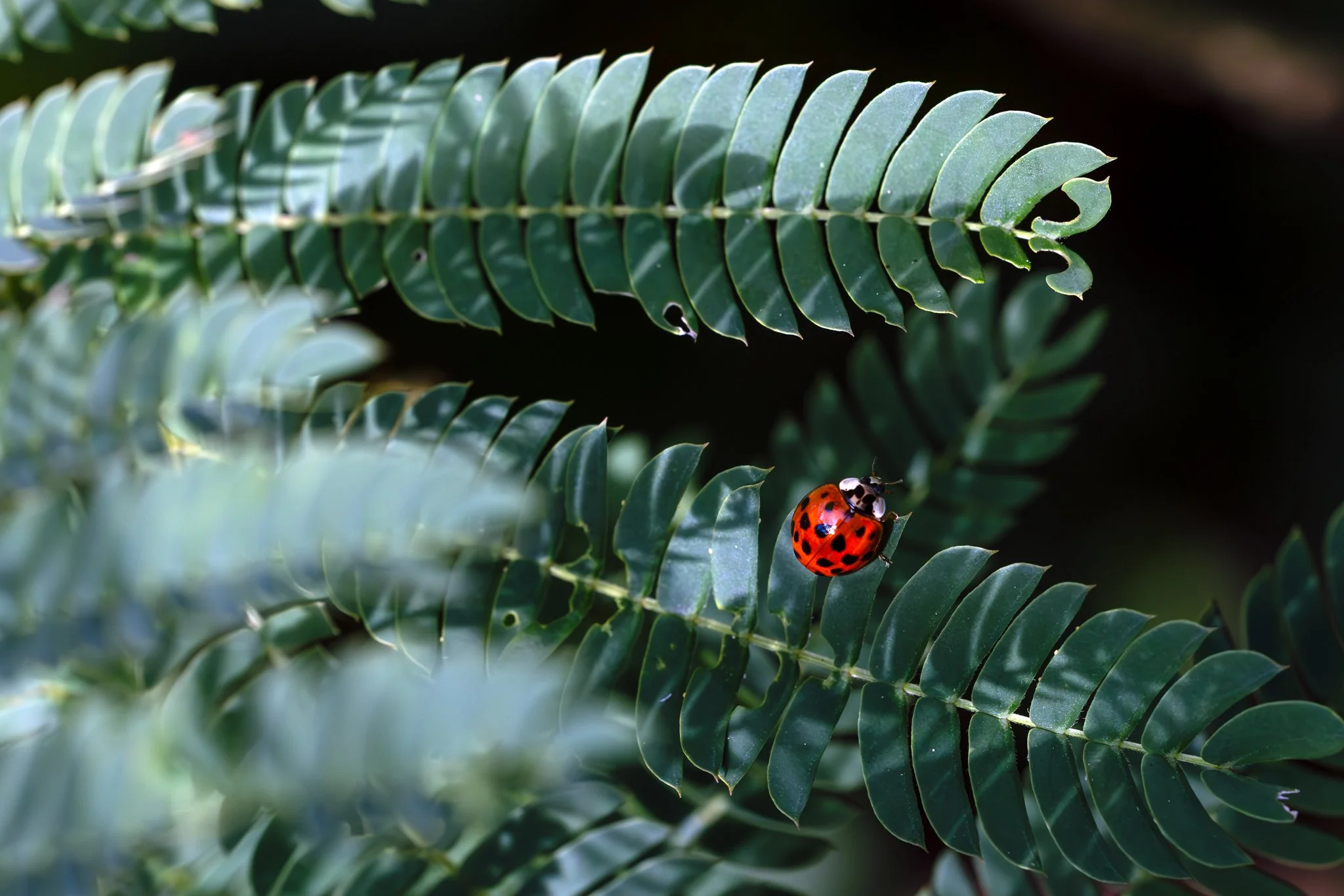 Asian lady beetle