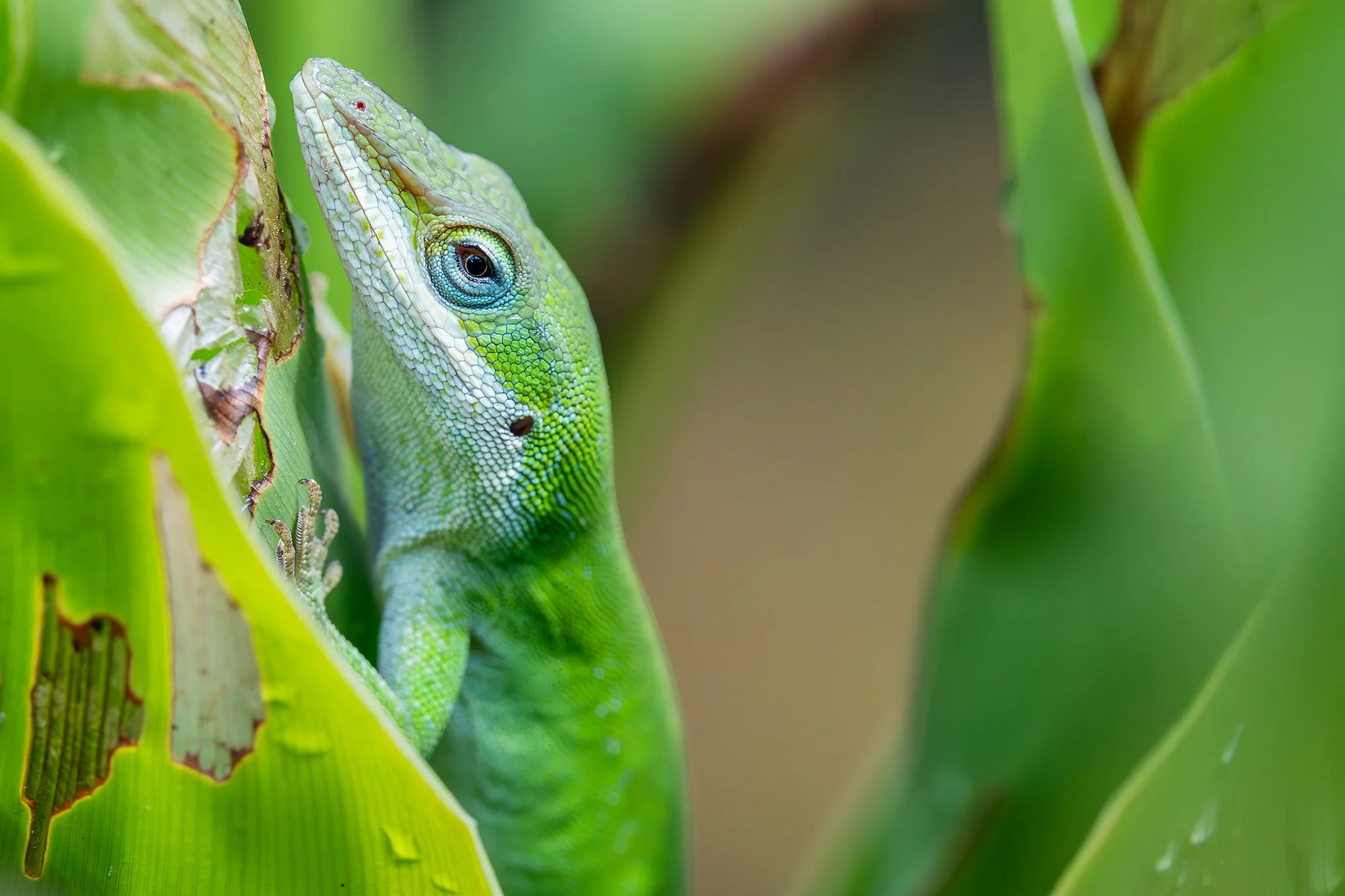 Green anole