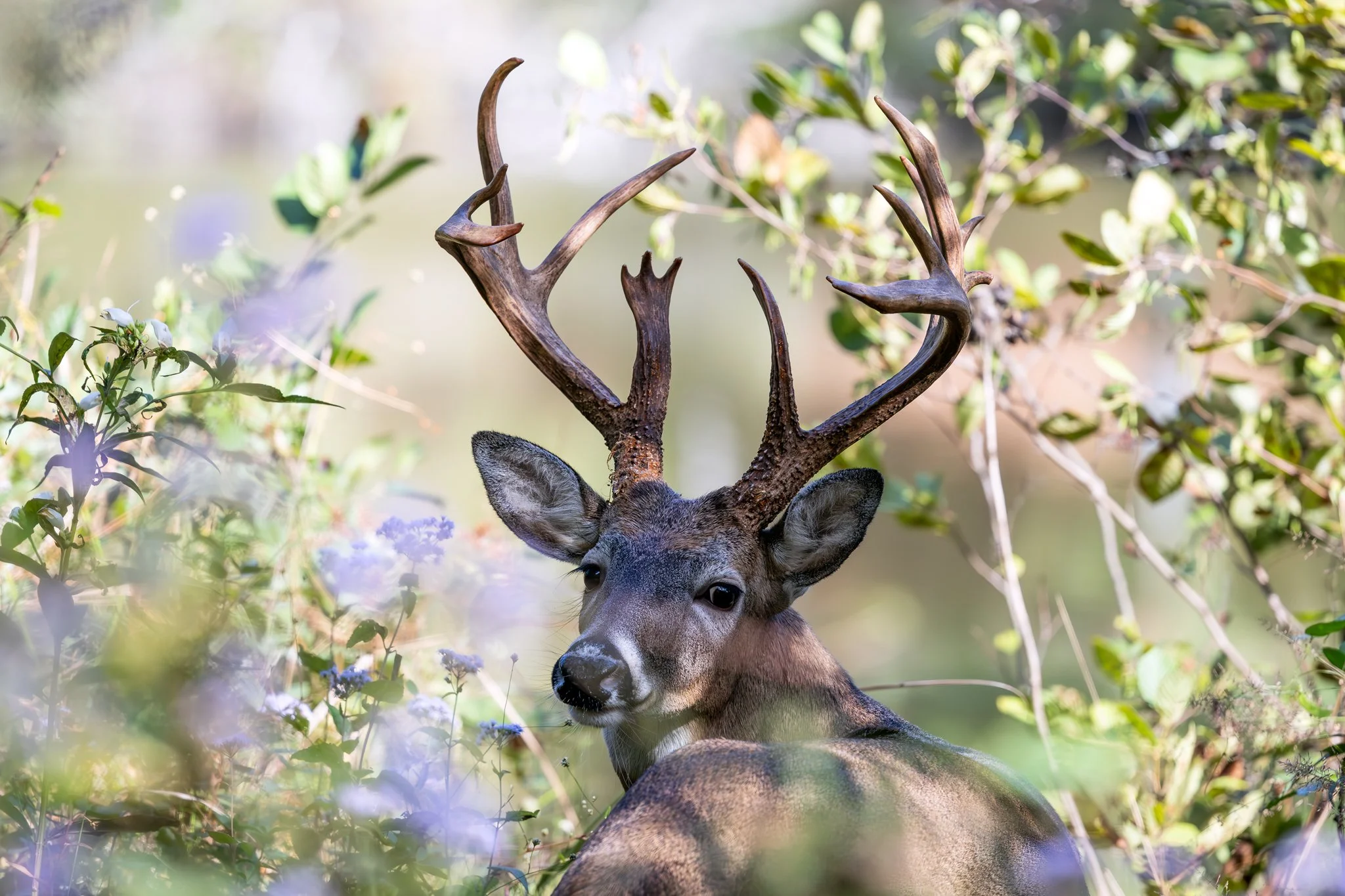 White-tailed deer