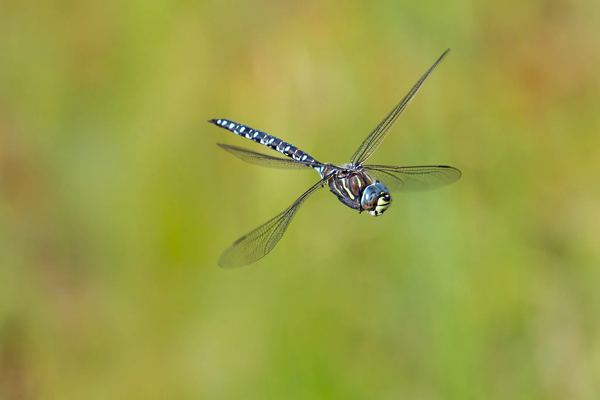 Sedge Darner, Jyväskylä, 2026
