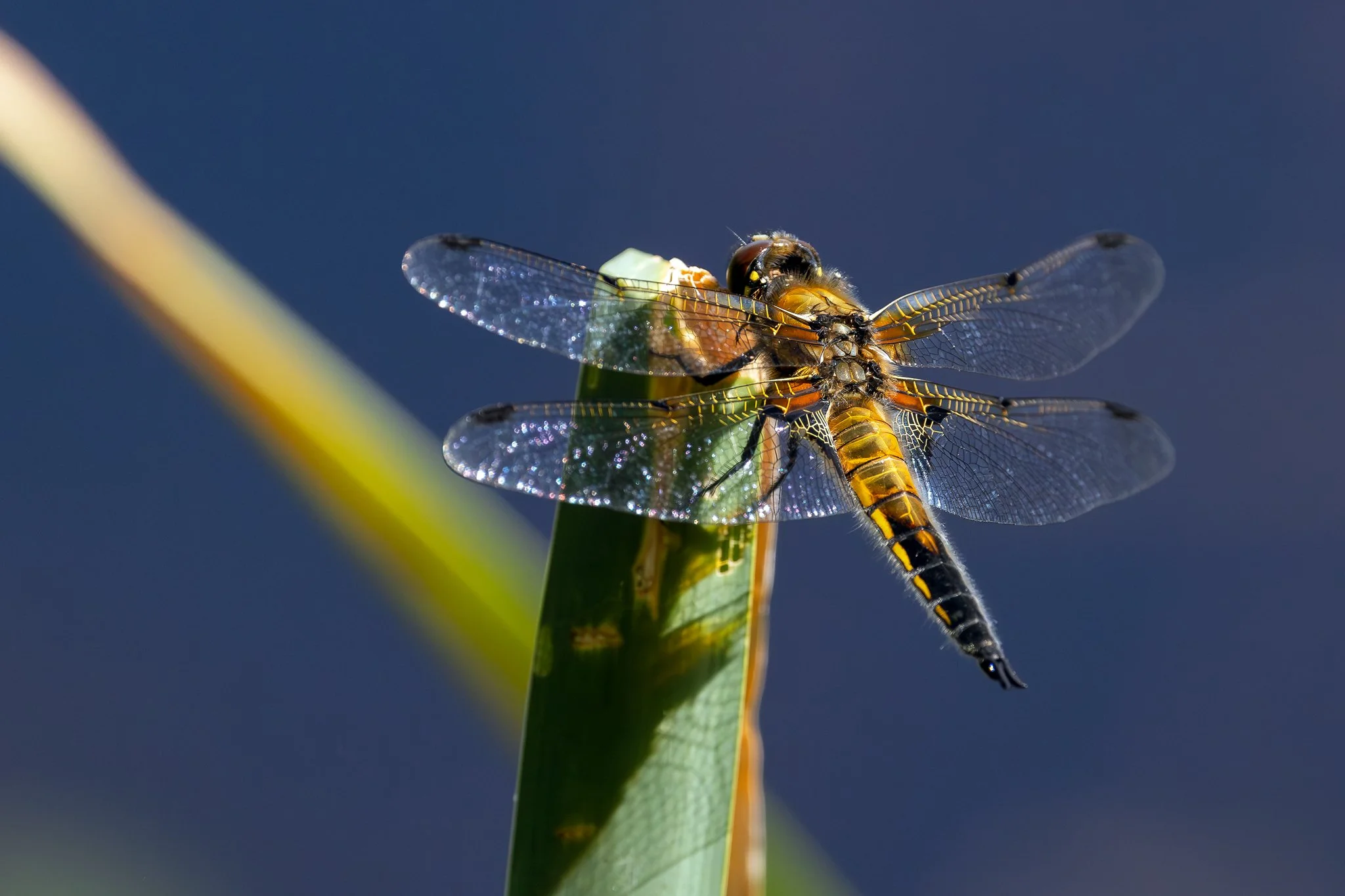 Four-spotted chaser, Jyväskylä, 2026
