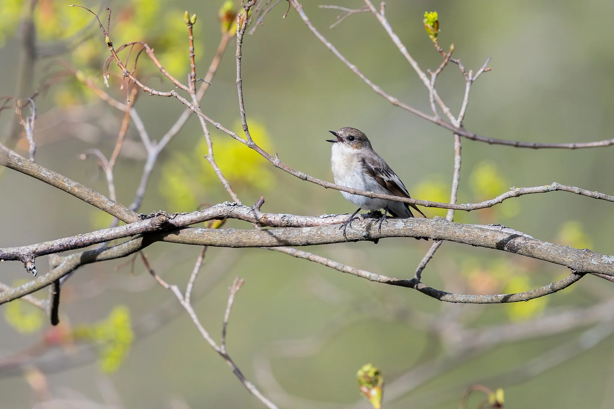 European pied flycatcher, Jyväskylä, 2026